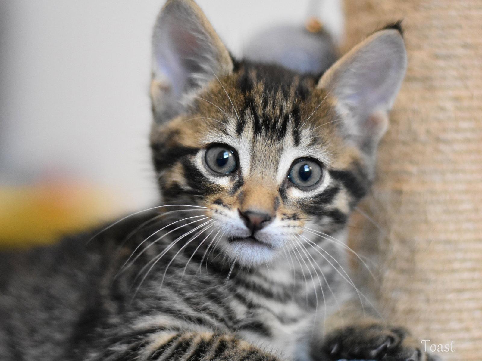 Enlarge Toast, a Adopted Domestic Medium Hair in Montgomery, TX image 2/3