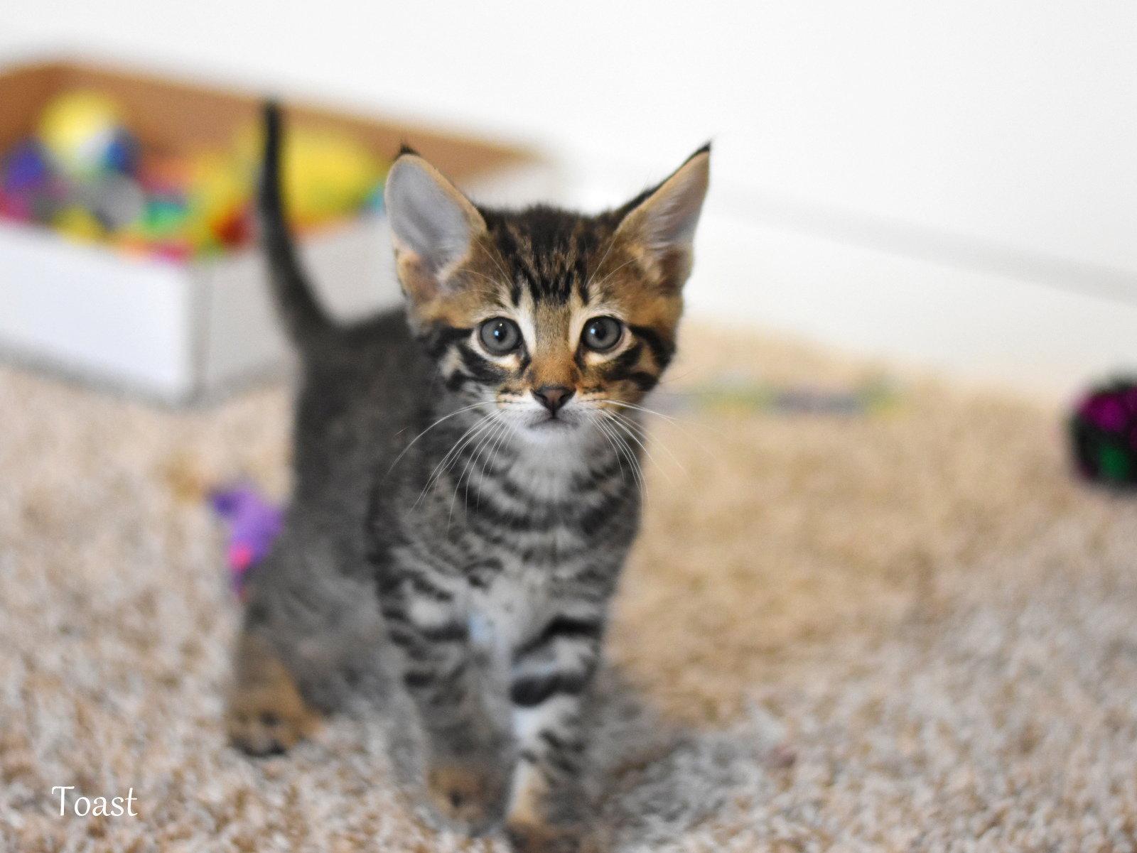 Enlarge Toast, a Adopted Domestic Medium Hair in Montgomery, TX image 3/3