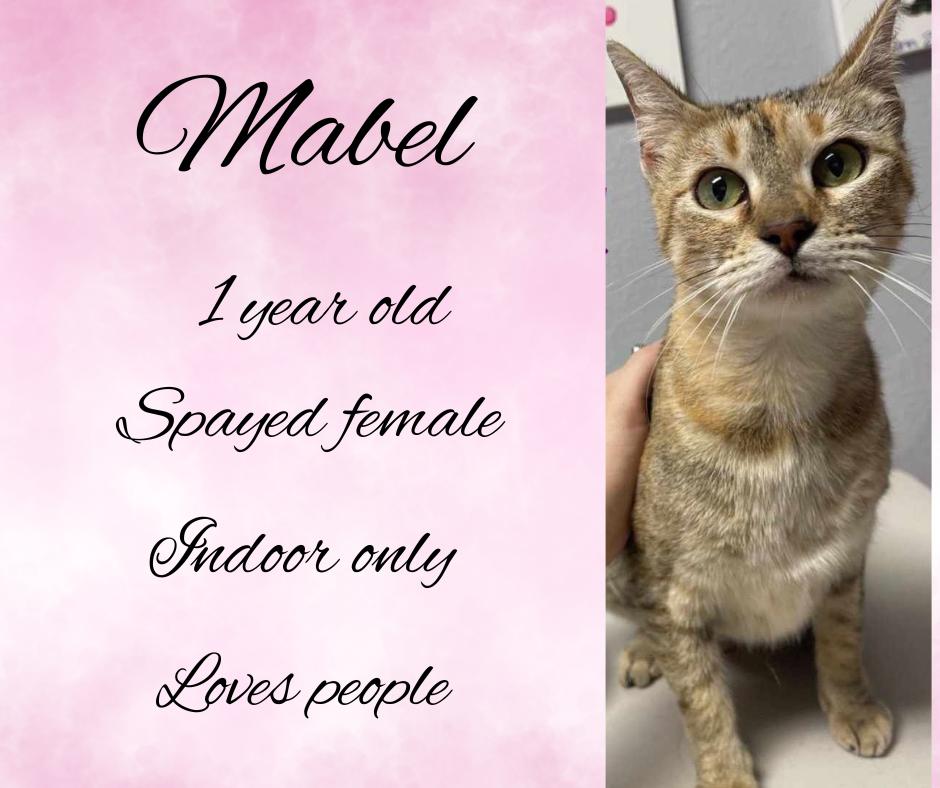 Enlarge Mabel, a Adoptable Domestic Short Hair in Mount Pleasant, TX image 1/1