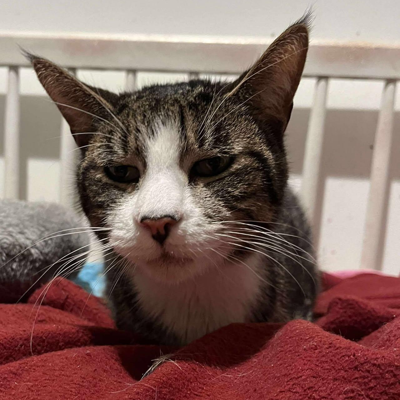 Enlarge Anton (senior lap cat), an adoptable Tabby in Huntington, NY image 2/5