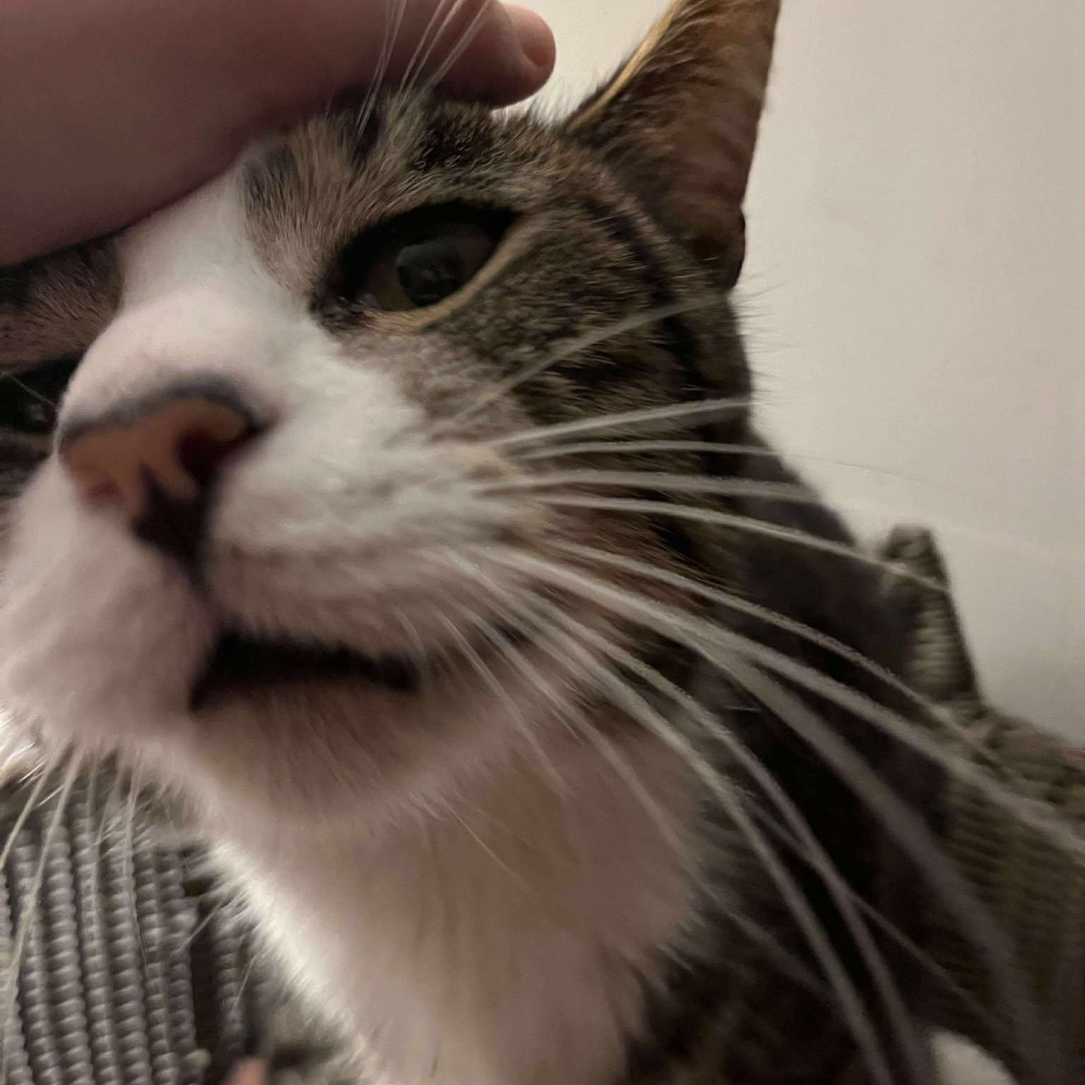 Enlarge Anton (senior lap cat), an adoptable Tabby in Huntington, NY image 5/5