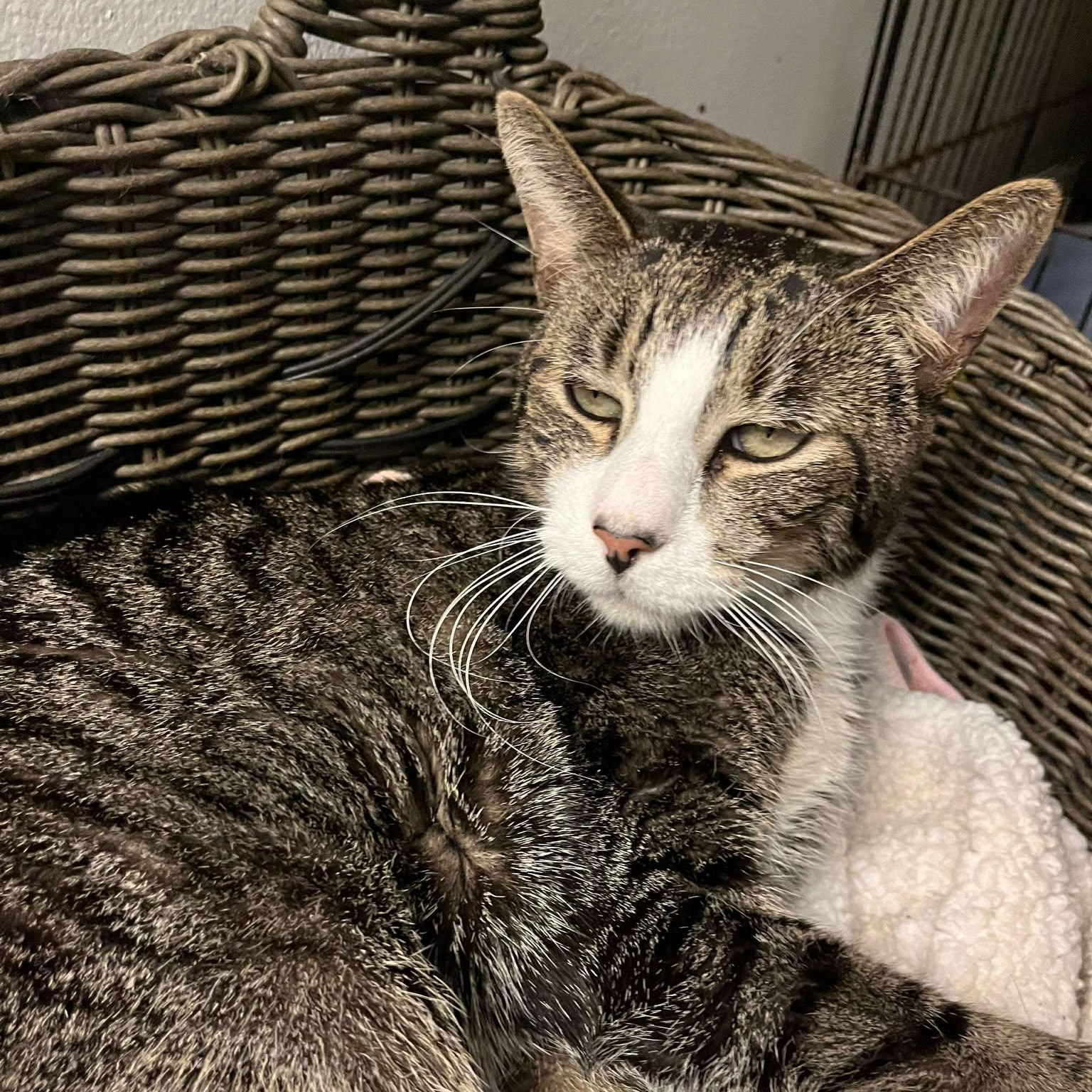 Anton (senior lap cat), adoptable, Senior Male Tabby.