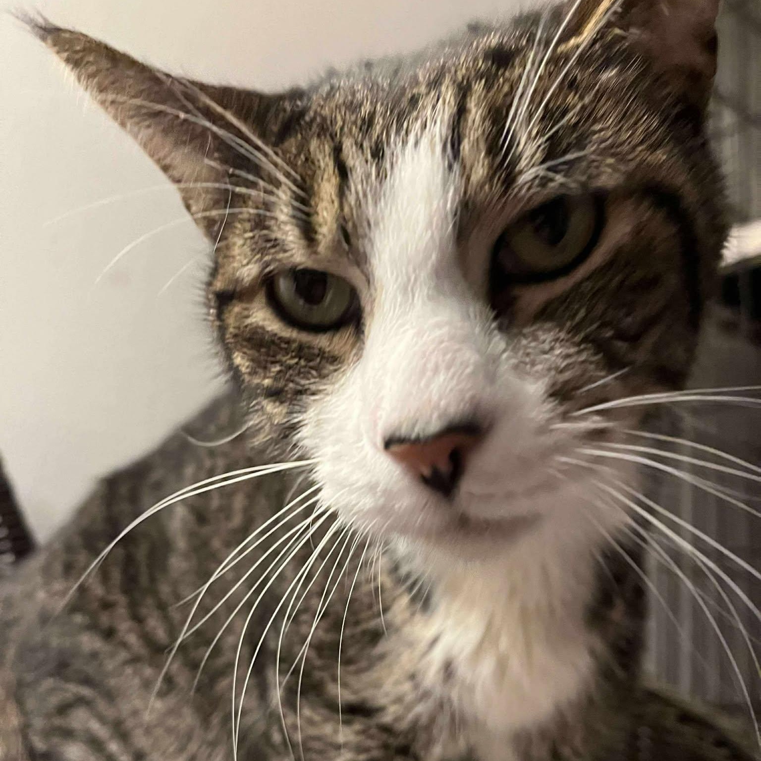 Enlarge Anton (senior lap cat), an adoptable Tabby in Huntington, NY image 4/5