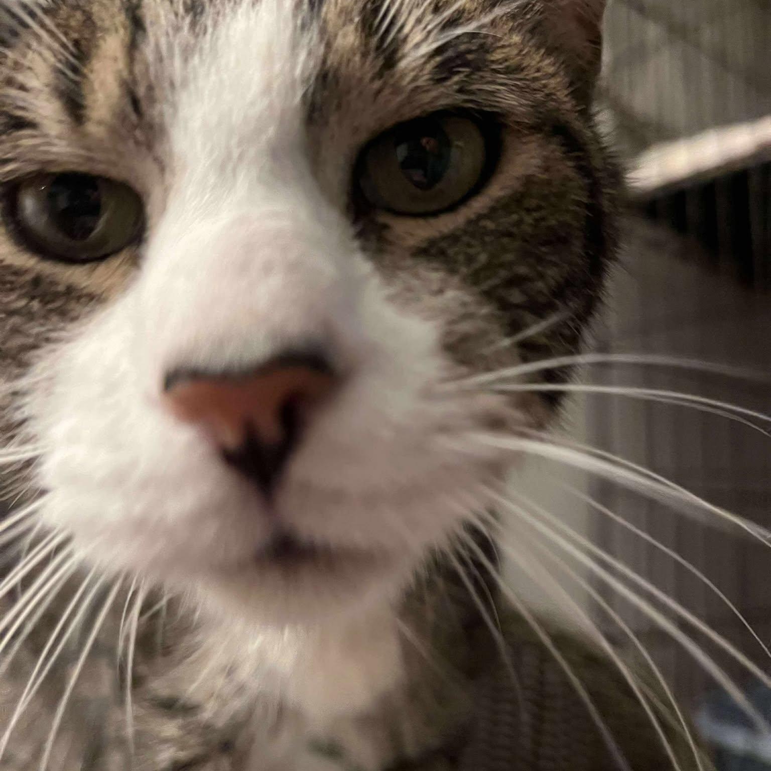 Enlarge Anton (senior lap cat), an adoptable Tabby in Huntington, NY image 3/5