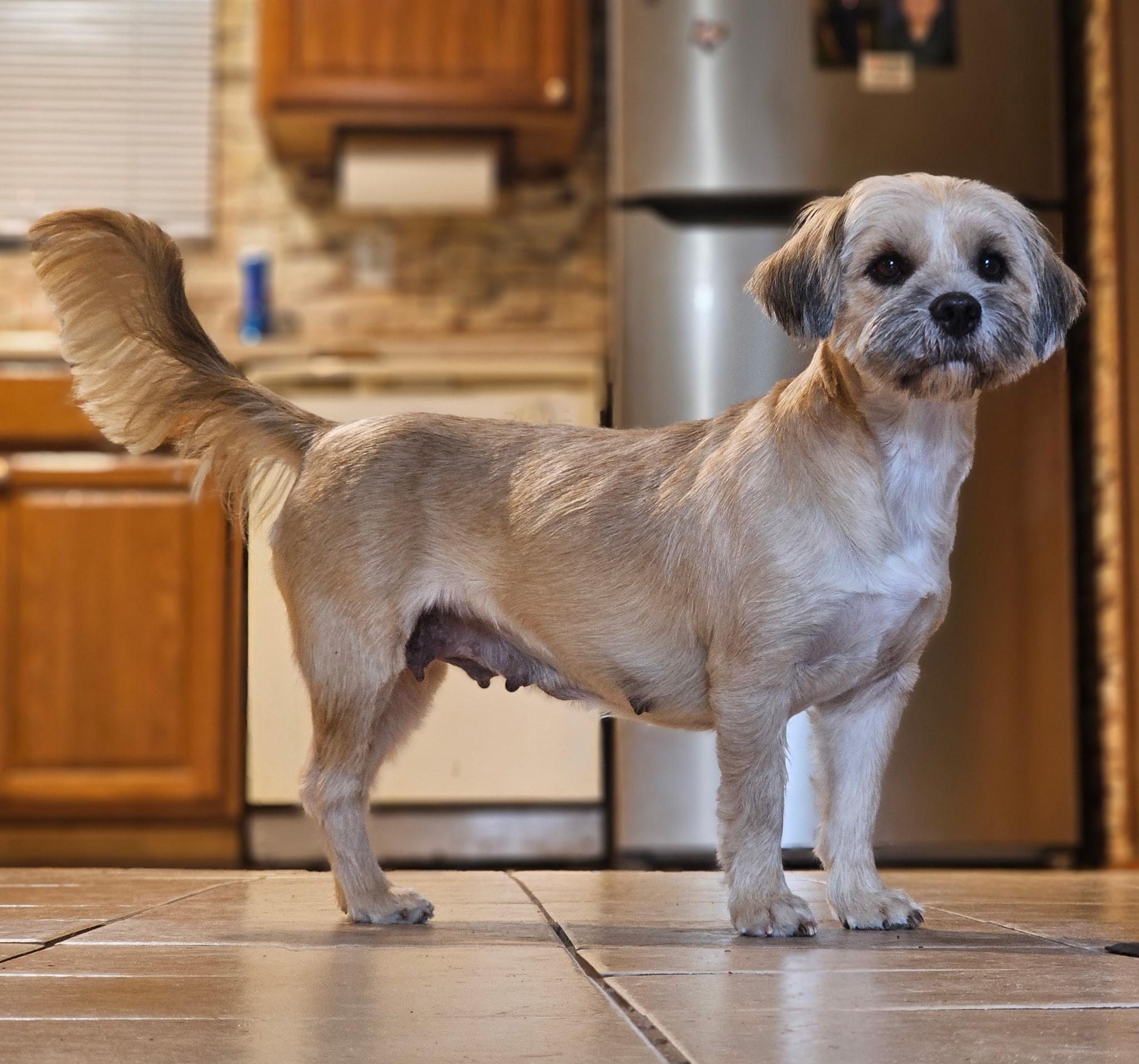 Enlarge BETHANY, a Adopted mixed breed in Portland, OR 97217, WA image 6/6