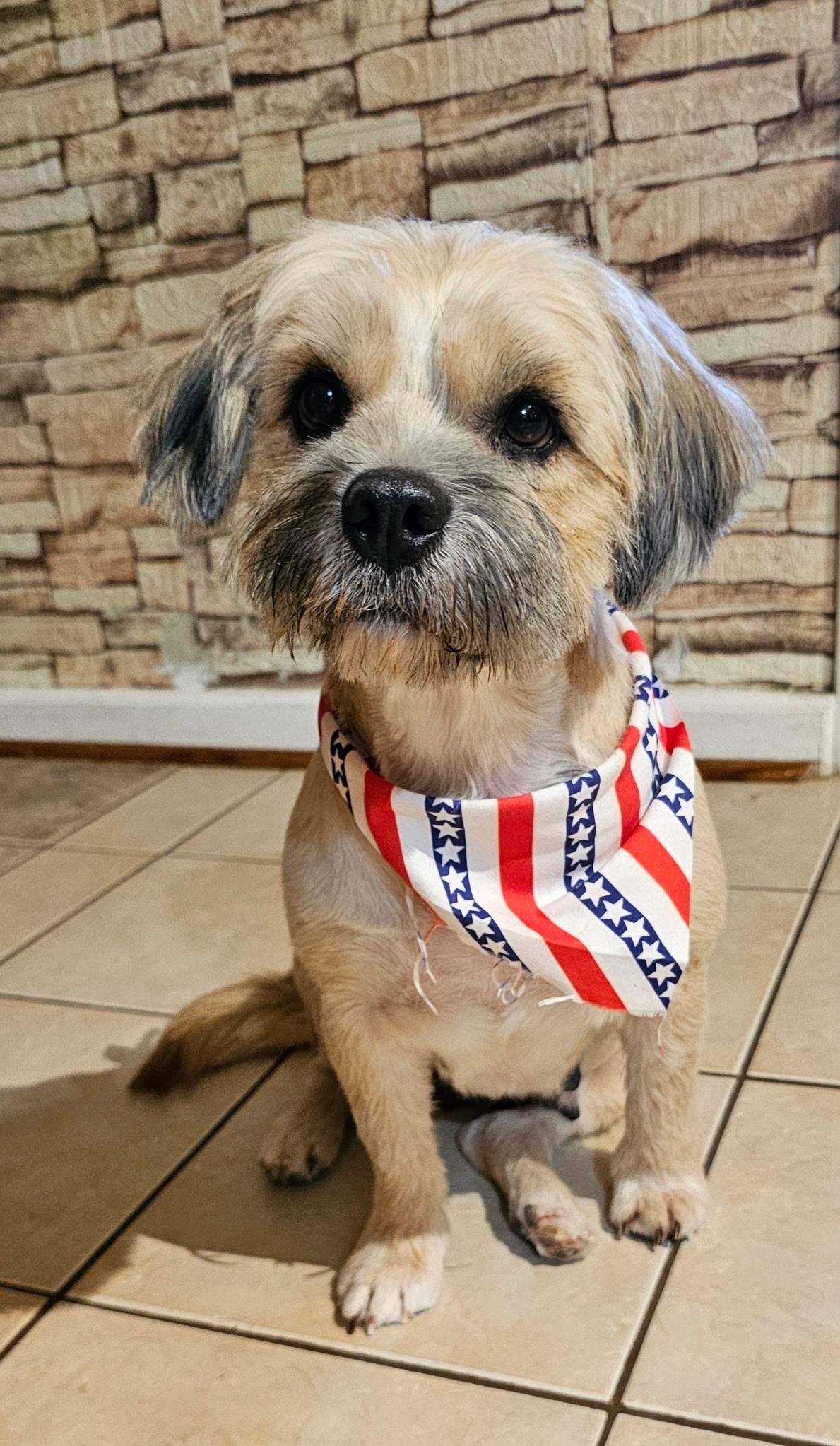 Enlarge BETHANY, a Adopted mixed breed in Portland, OR 97217, WA image 2/6