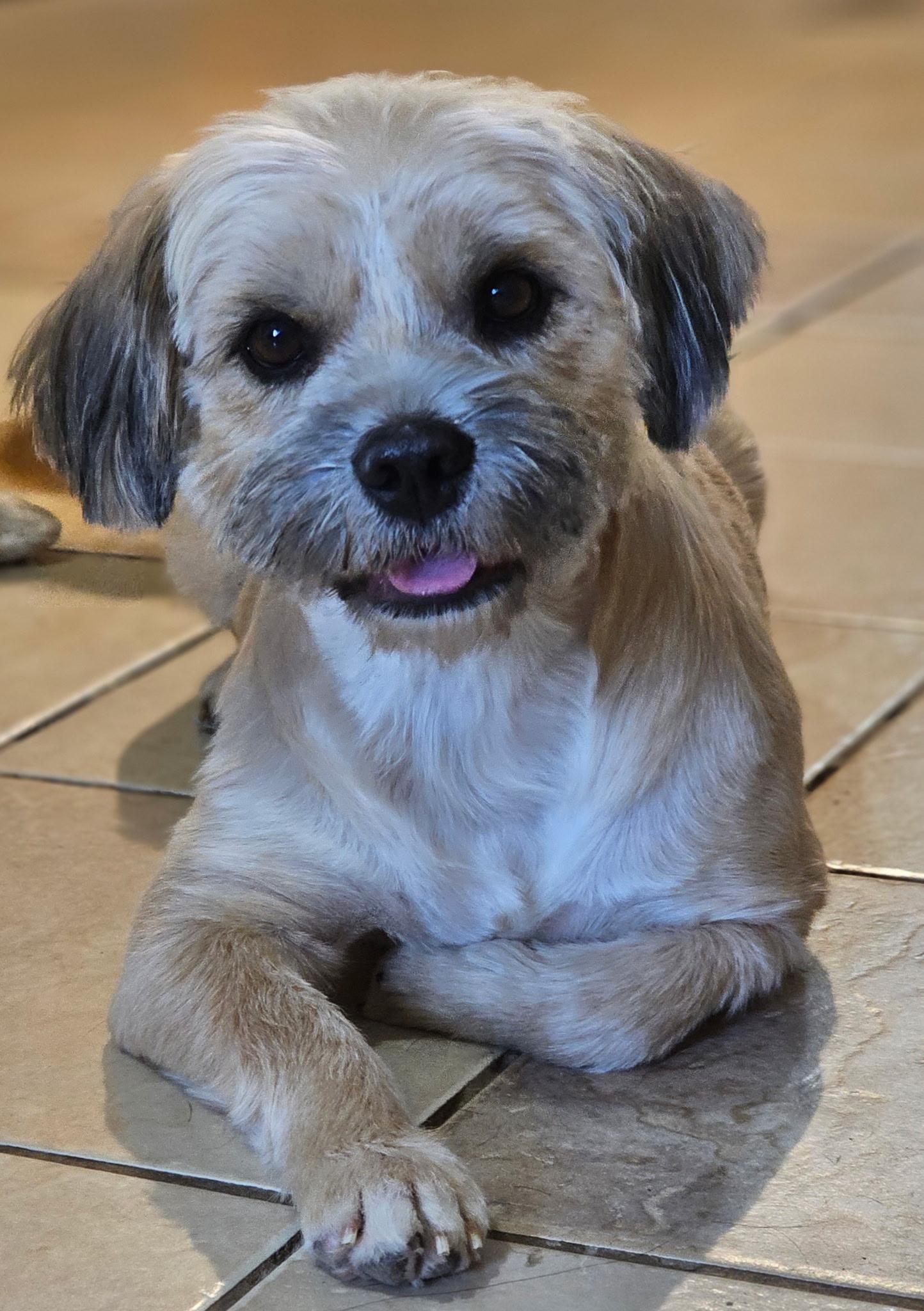 Enlarge BETHANY, a Adopted mixed breed in Portland, OR 97217, WA image 3/6