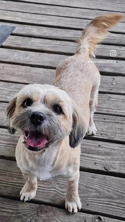 Enlarge BETHANY, a Adopted mixed breed in Portland, OR 97217, WA video 1/6