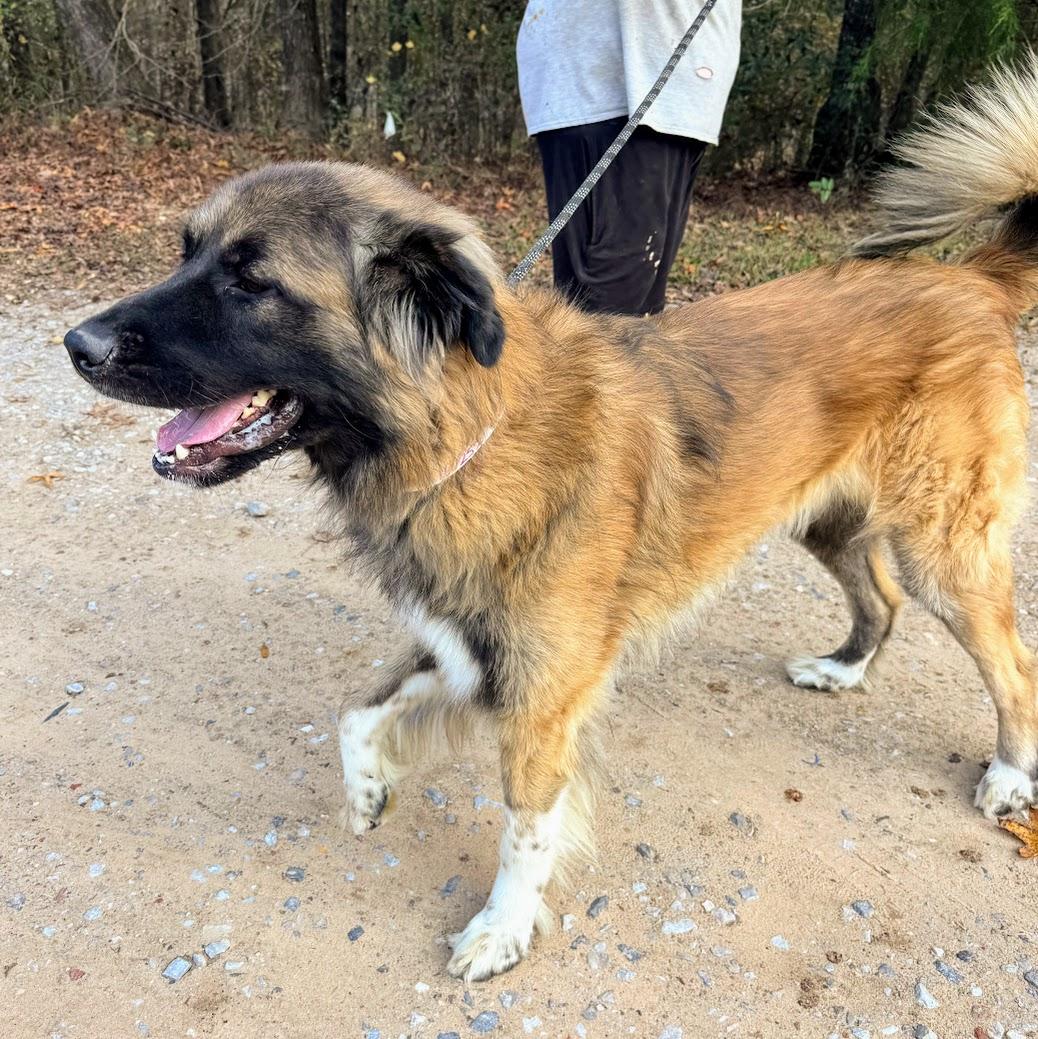 Beethoven thumbnail 3