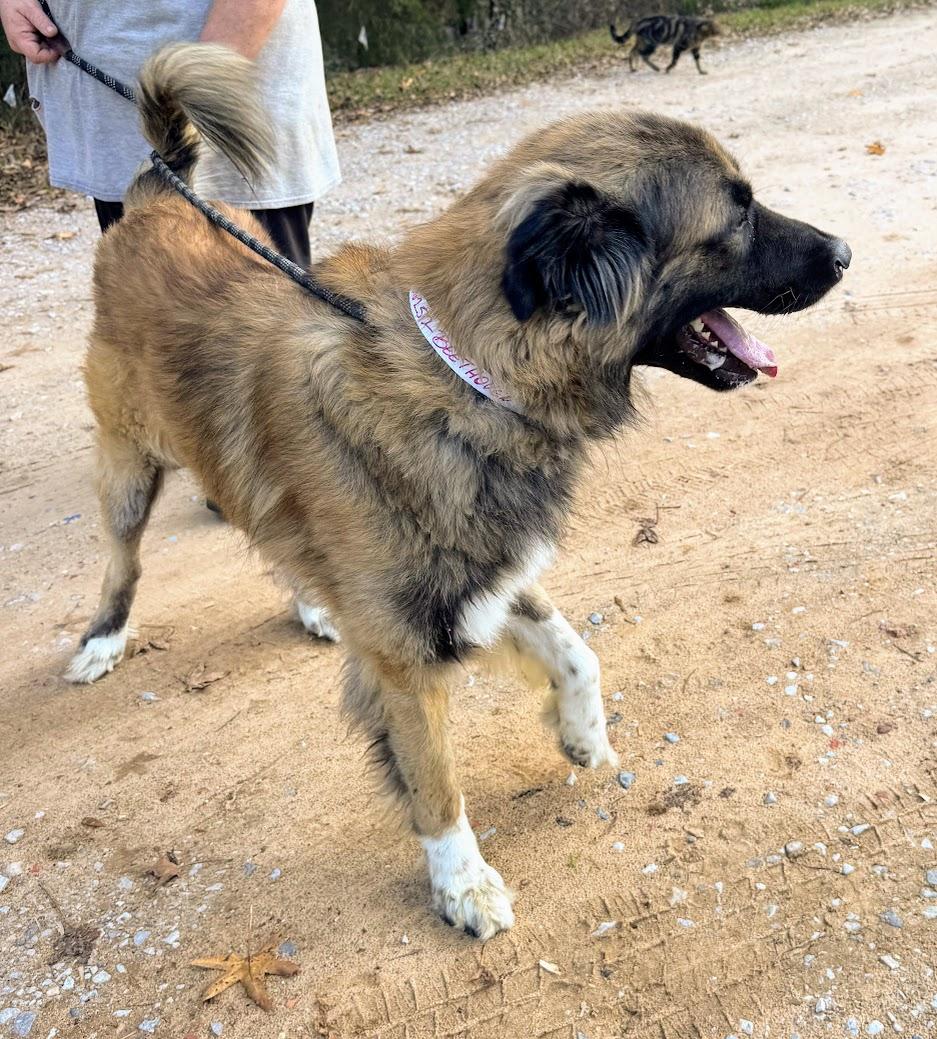 Beethoven thumbnail 6