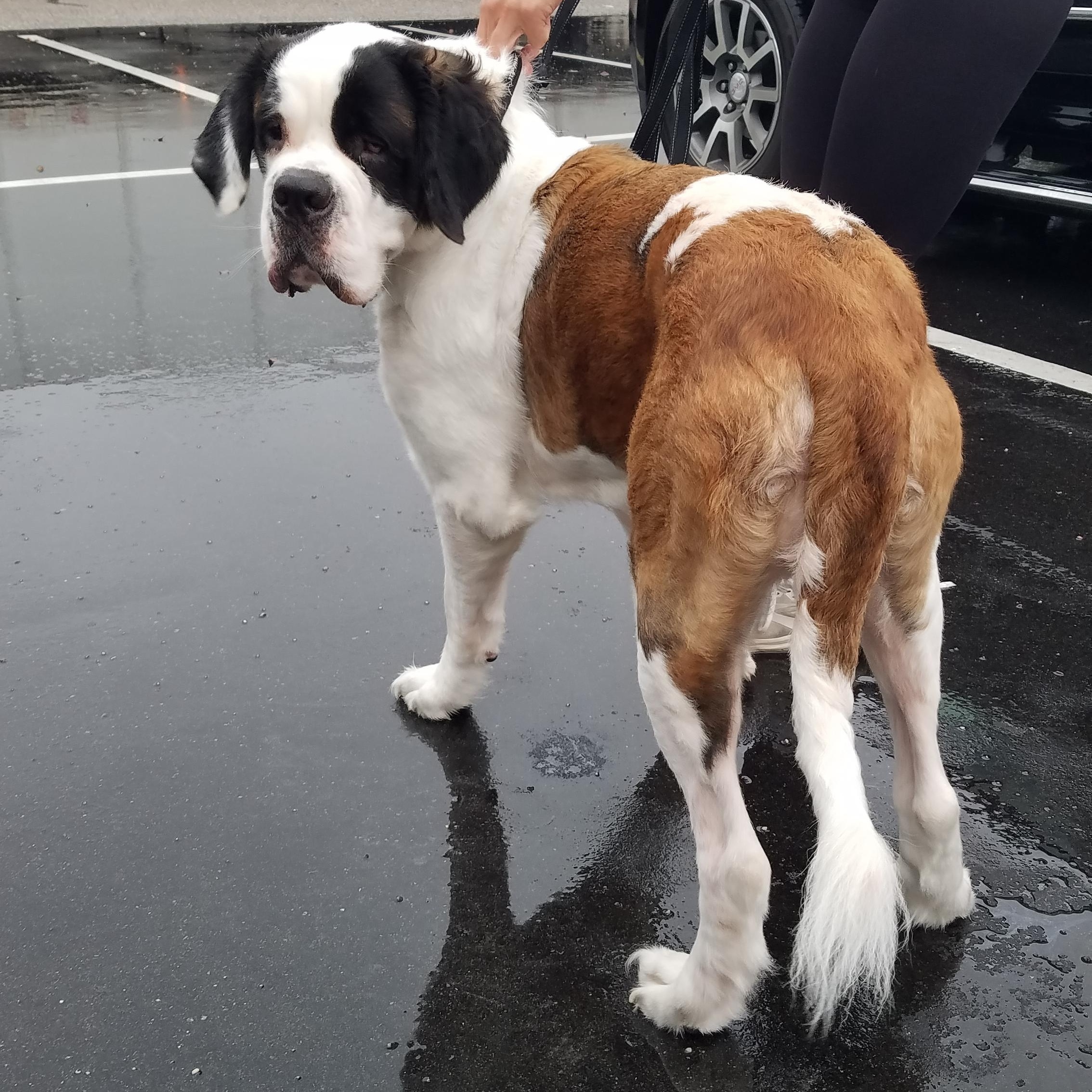 Enlarge Maggie, a Adoptable Saint Bernard in Wilmington, NC image 3/3