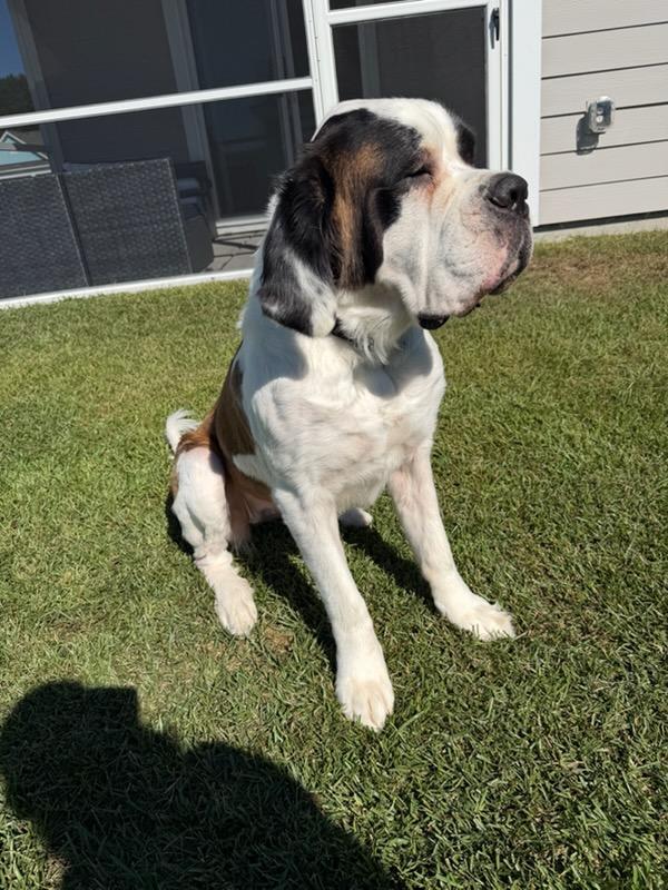 Enlarge Maggie, a Adoptable Saint Bernard in Wilmington, NC image 2/3