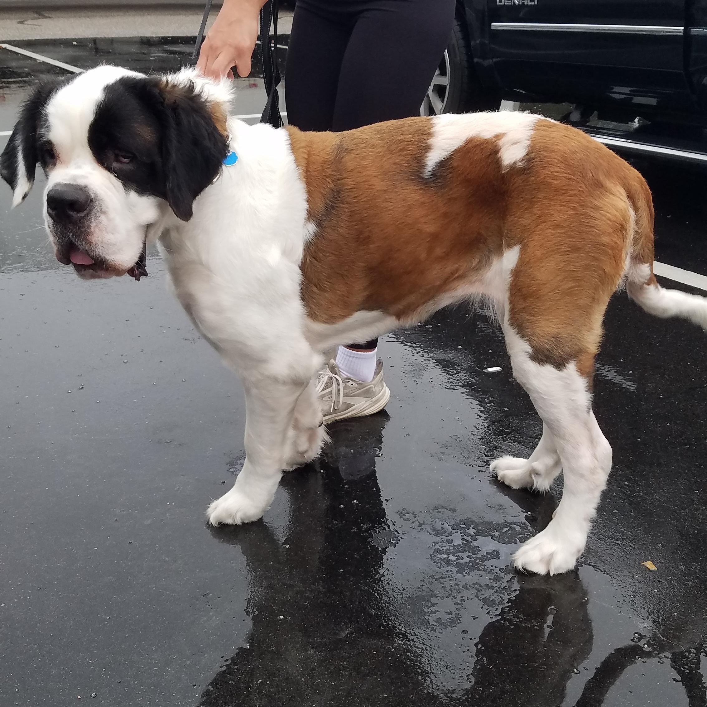 Maggie, Adoptable, Young Female Saint Bernard.