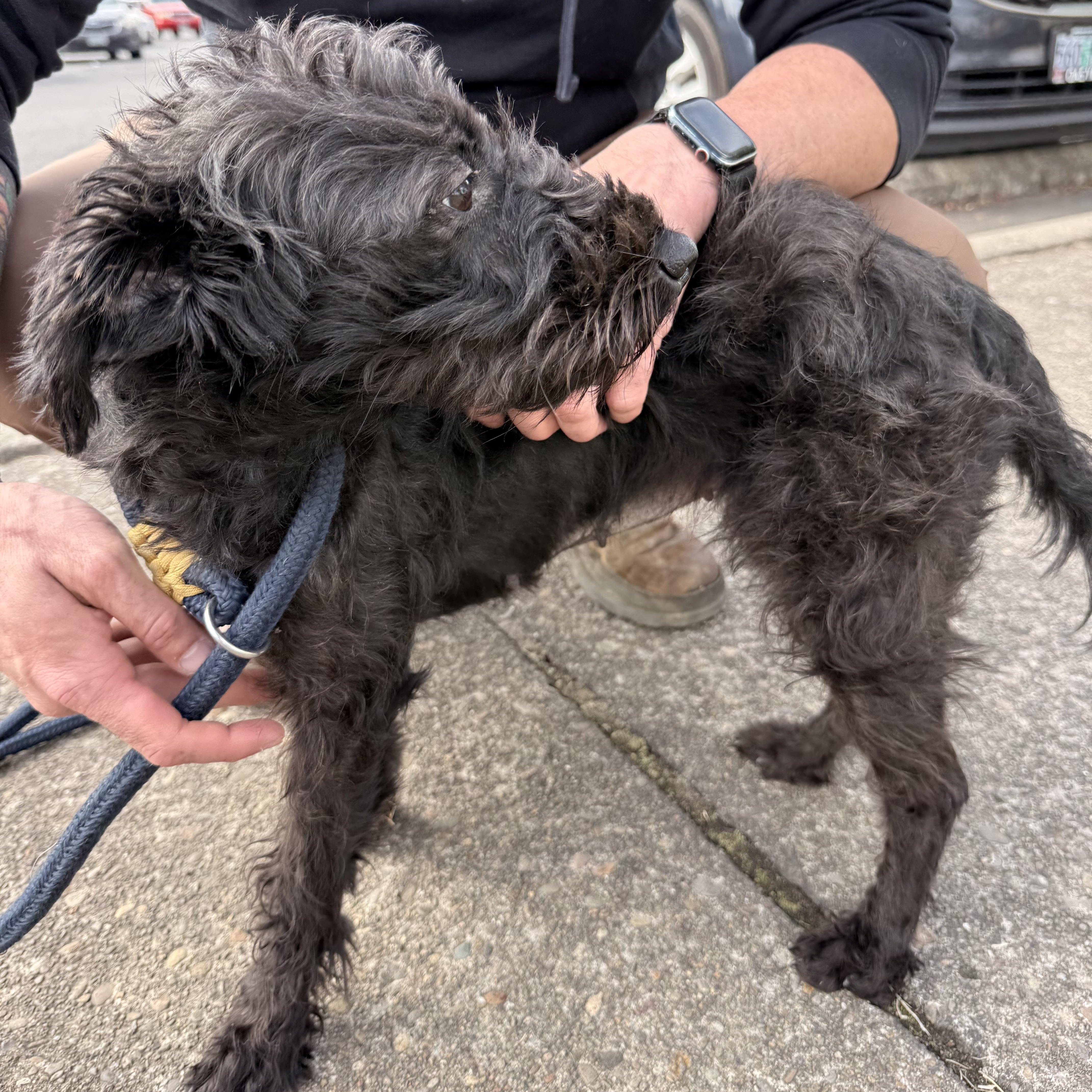 Enlarge Coco, an adopted mixed breed in Otis, OR image 2/4