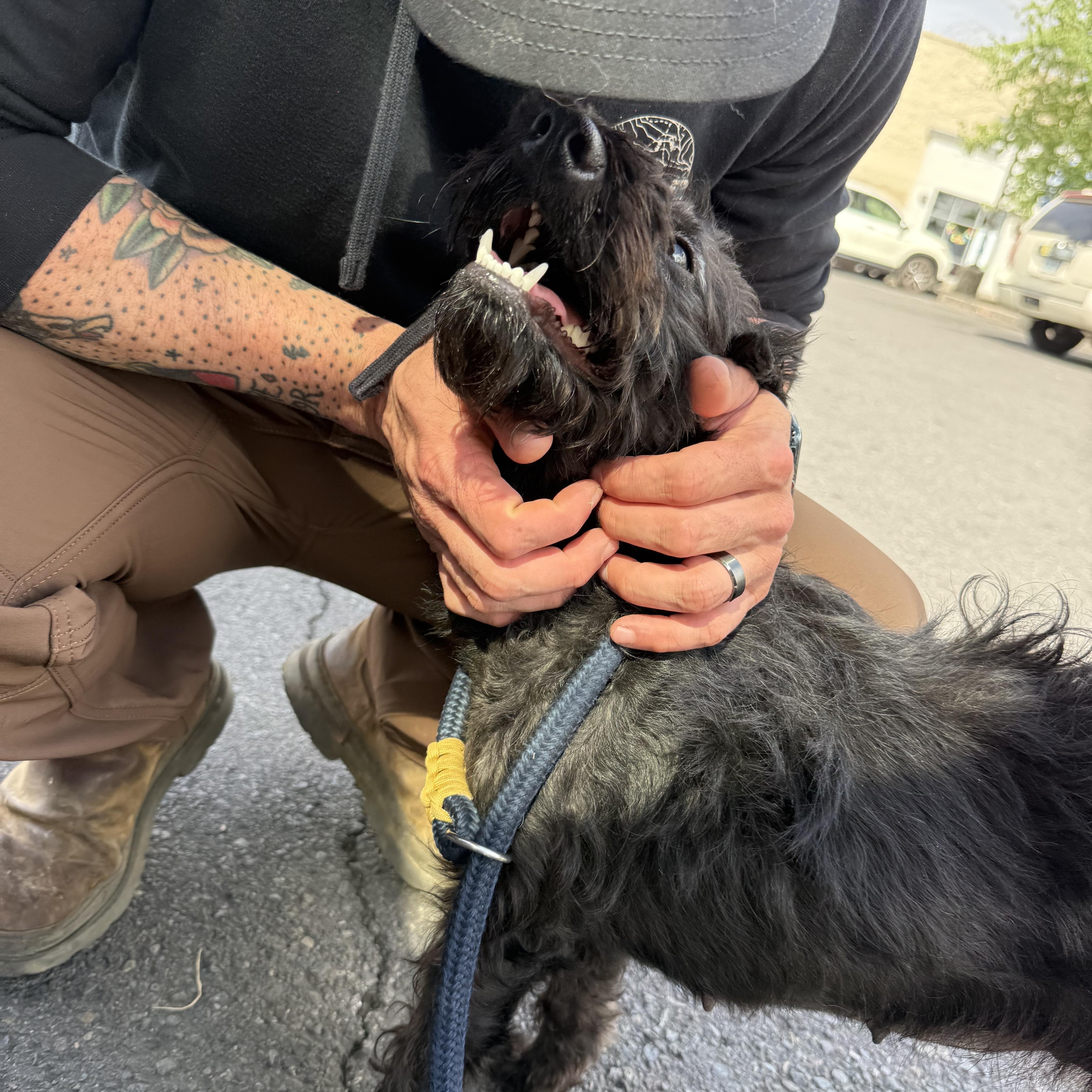 Enlarge Coco, an adopted mixed breed in Otis, OR image 3/4