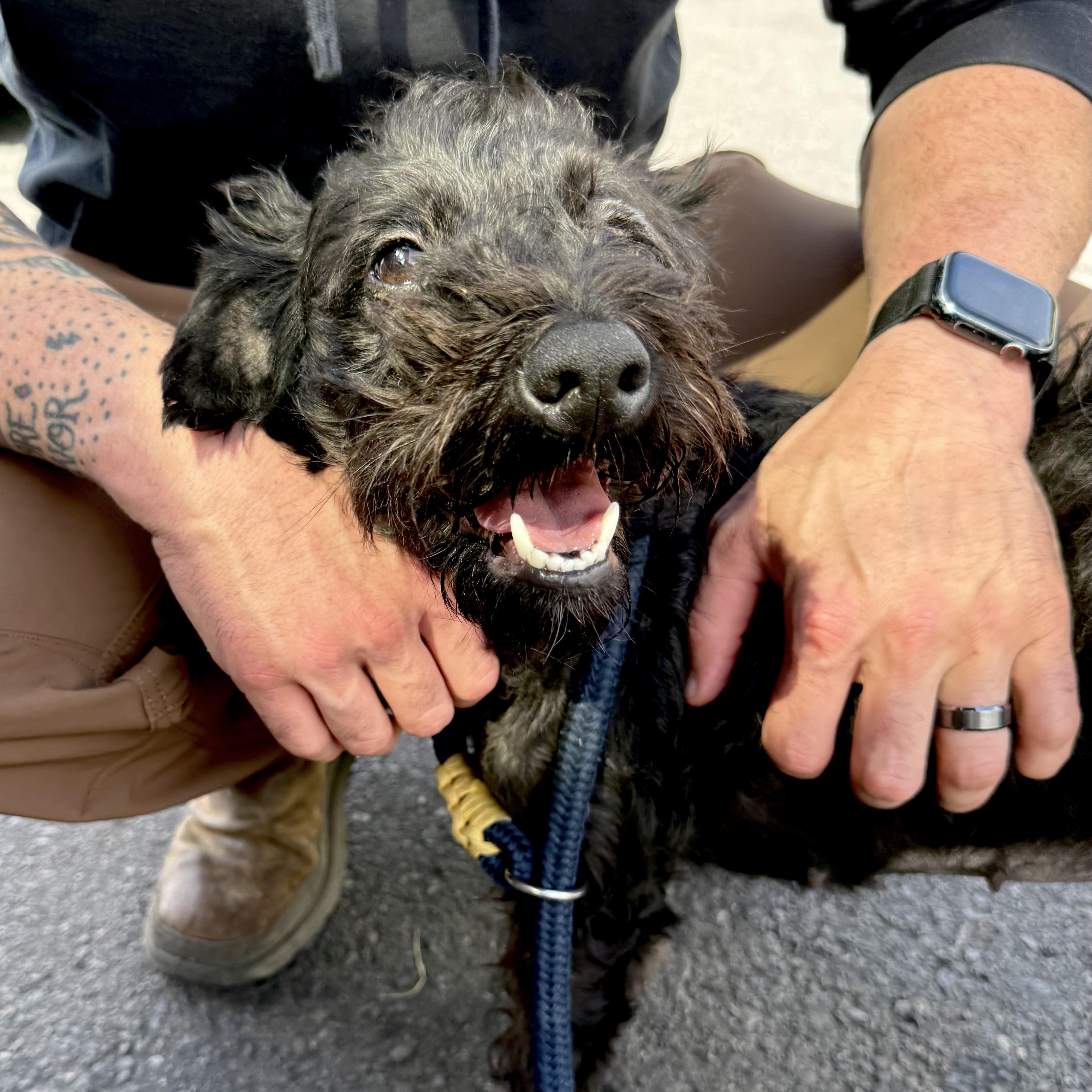 Coco, adopted, Young Female Cairn Terrier & Schnauzer.