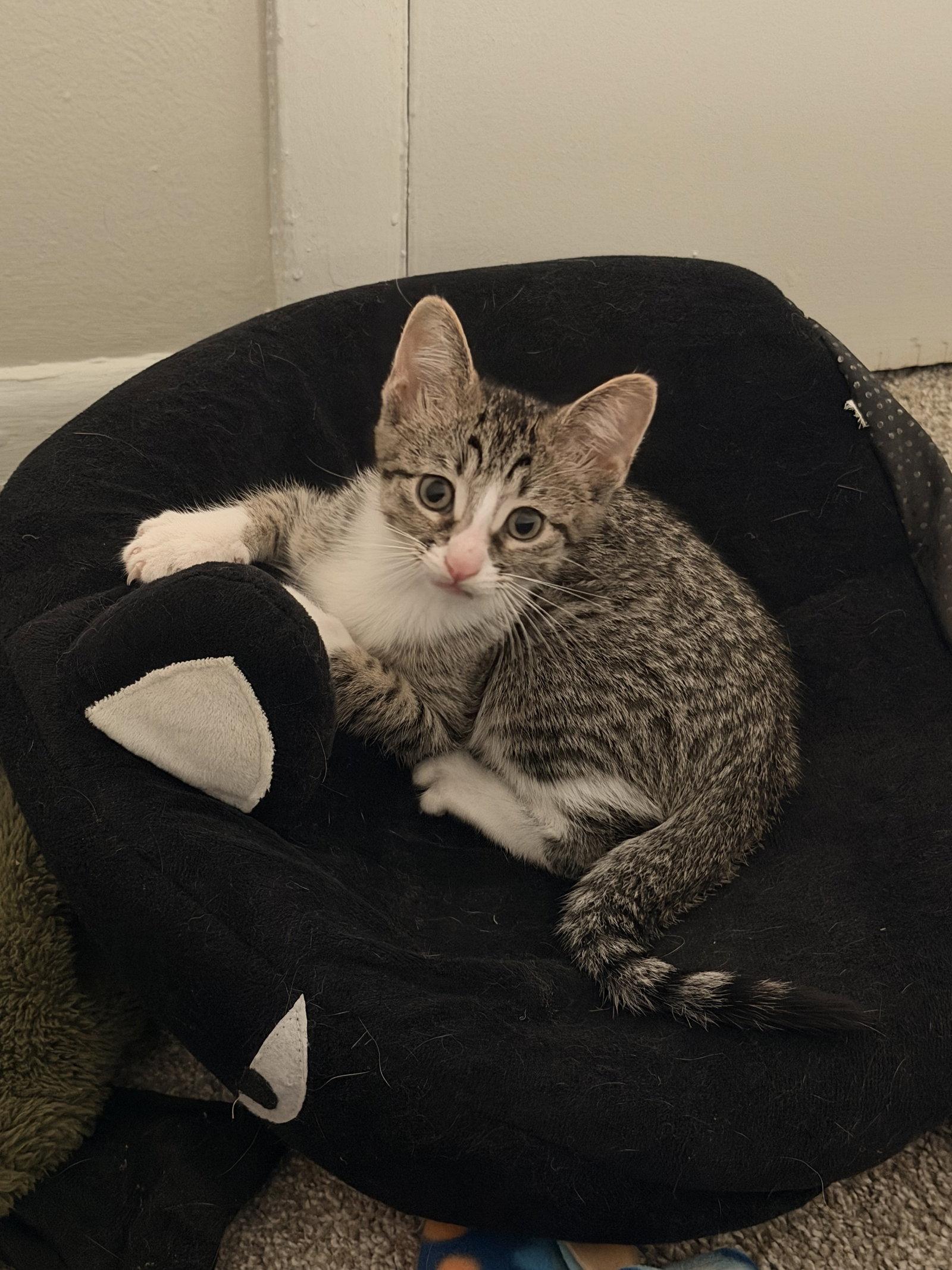 Ziti, Adoptable, Kitten Female Domestic Short Hair.