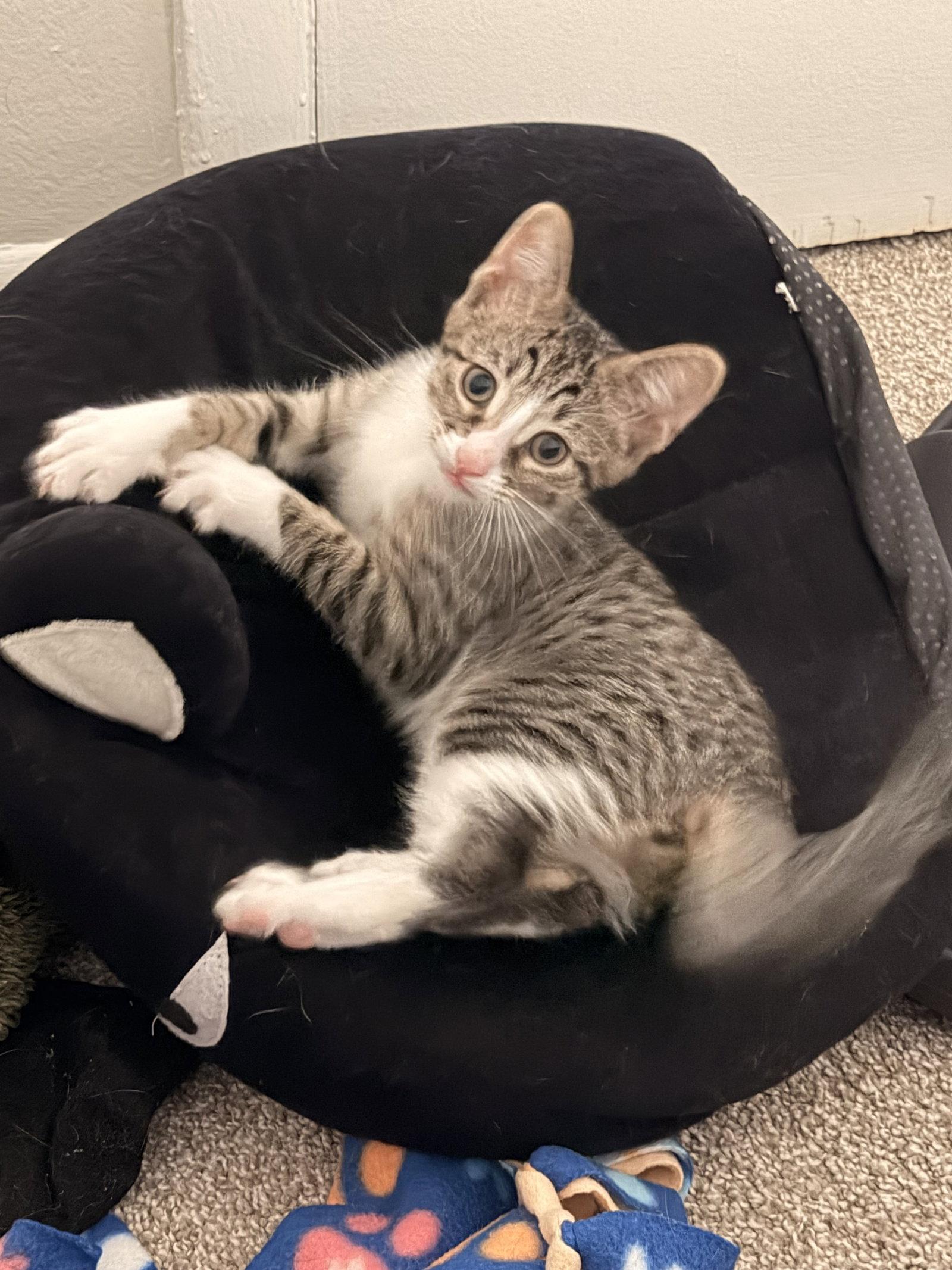 Enlarge Ziti, a Adoptable Domestic Short Hair in Wheaton, IL image 2/3