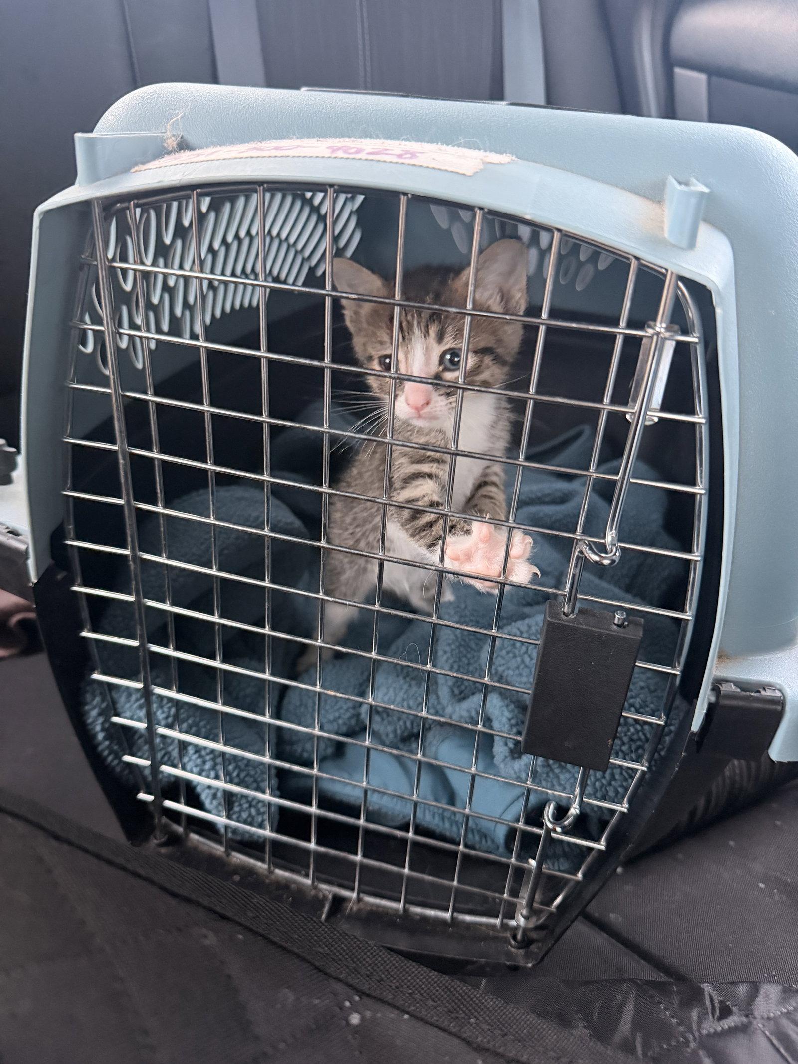 Enlarge Ziti, a Adoptable Domestic Short Hair in Wheaton, IL image 3/3