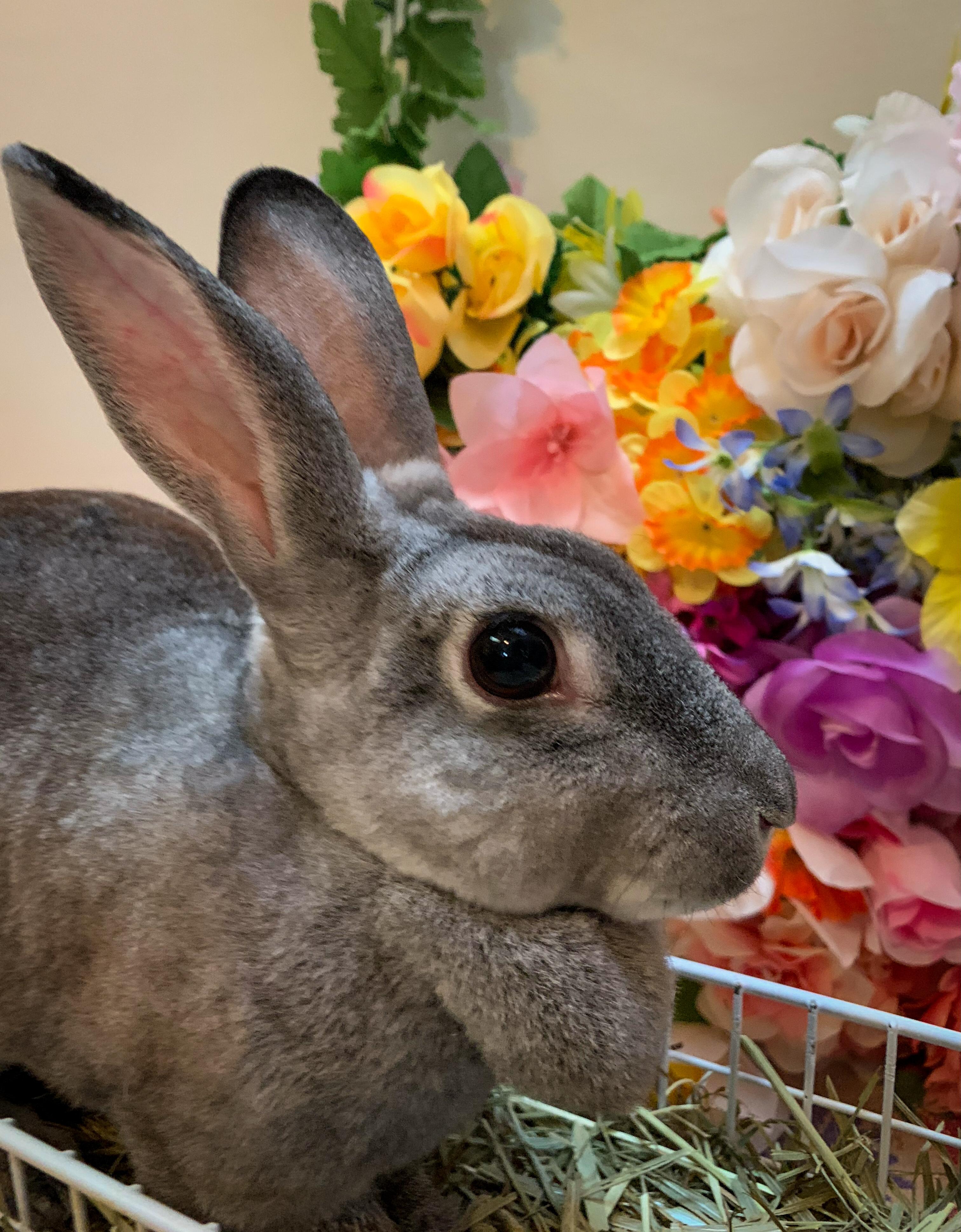 Ginny, an adopted Rex in Midlothian, VA image 2/5