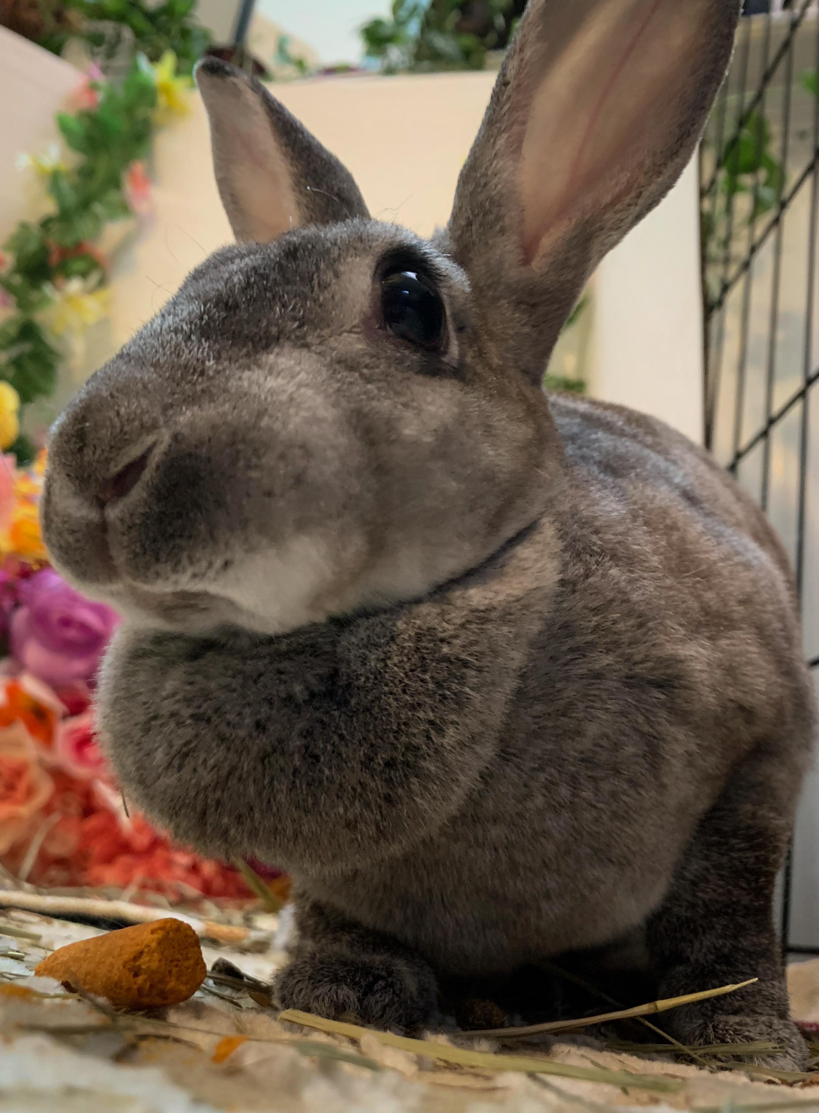 Ginny, an adopted Rex in Midlothian, VA image 3/5