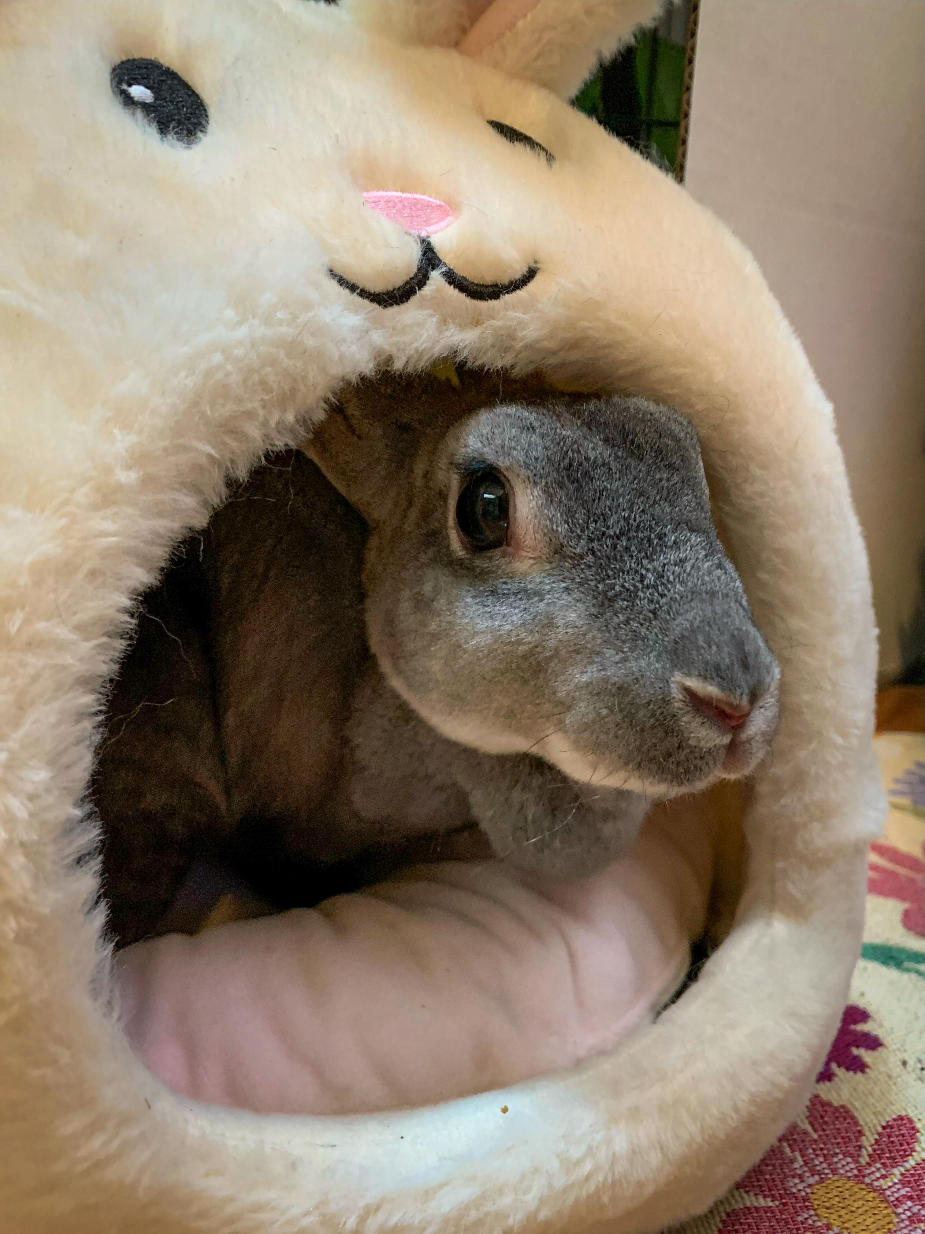 Ginny, an adopted Rex in Midlothian, VA image 4/5