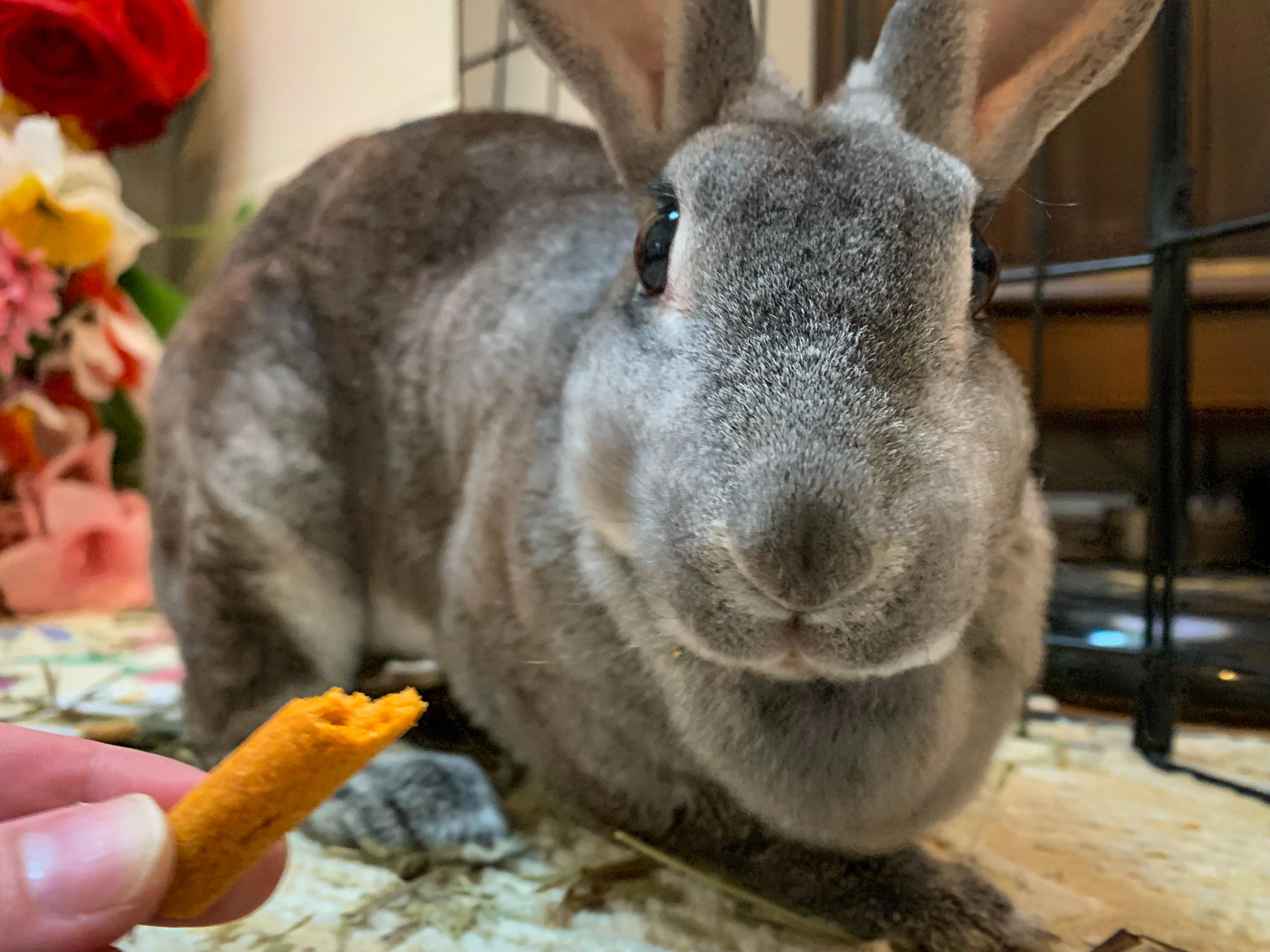 Ginny, an adopted Rex in Midlothian, VA image 1/5