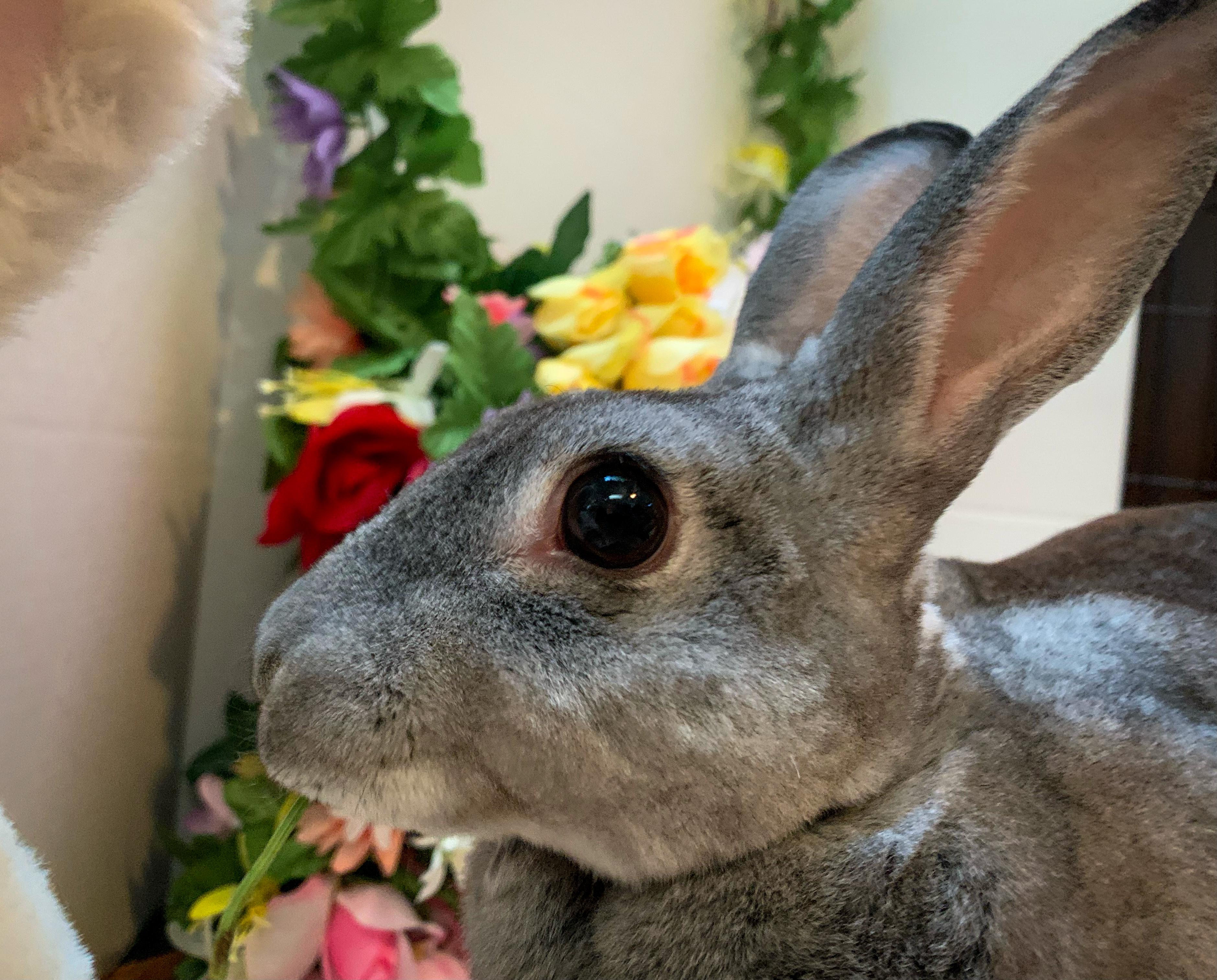 Ginny, an adopted Rex in Midlothian, VA image 5/5