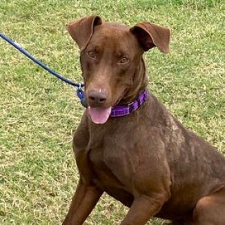 Rusty, Adoptable, Adult Male Chocolate Labrador Retriever & Doberman Pinscher.