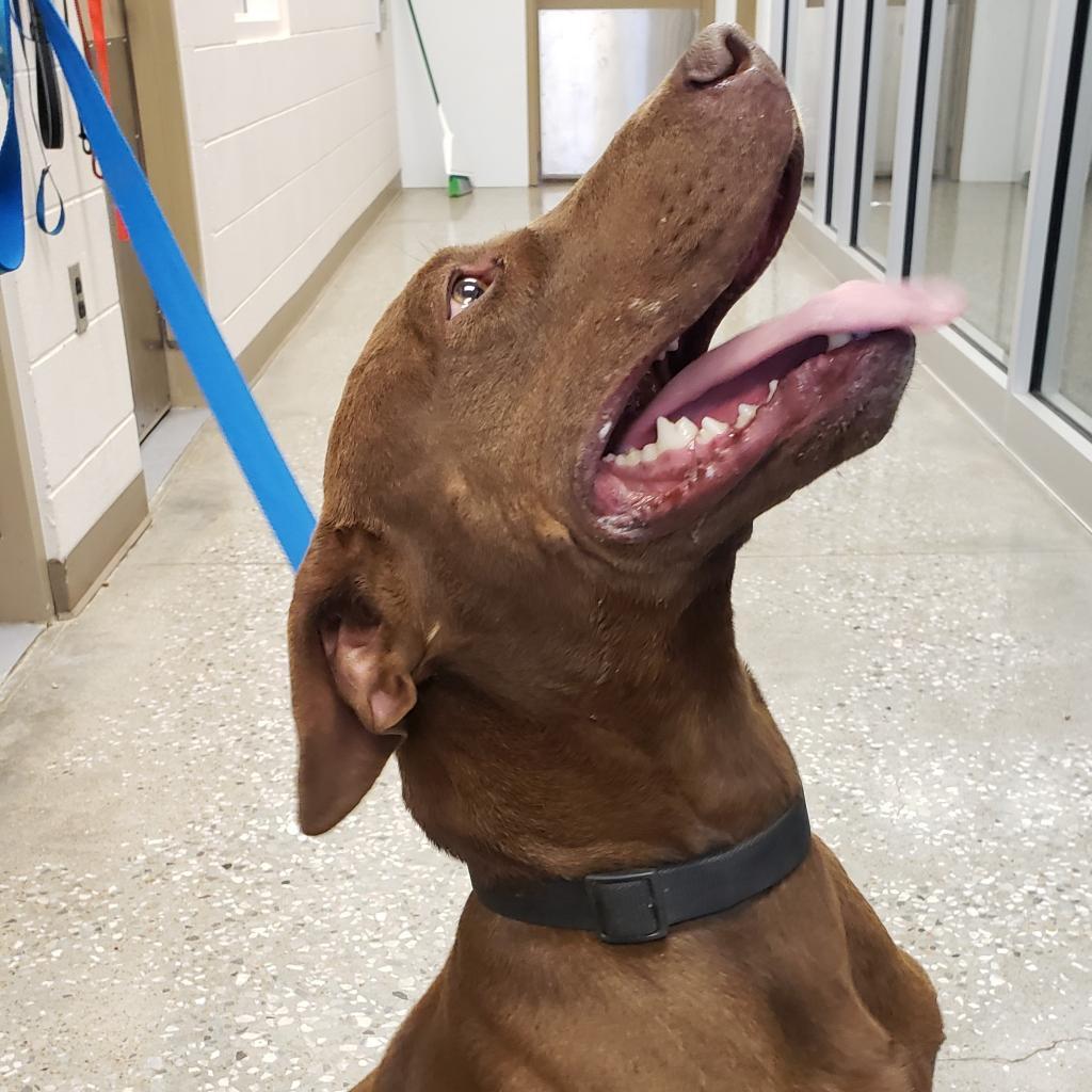 Enlarge Rusty, a Adoptable mixed breed in mount vernon, AR image 2/4