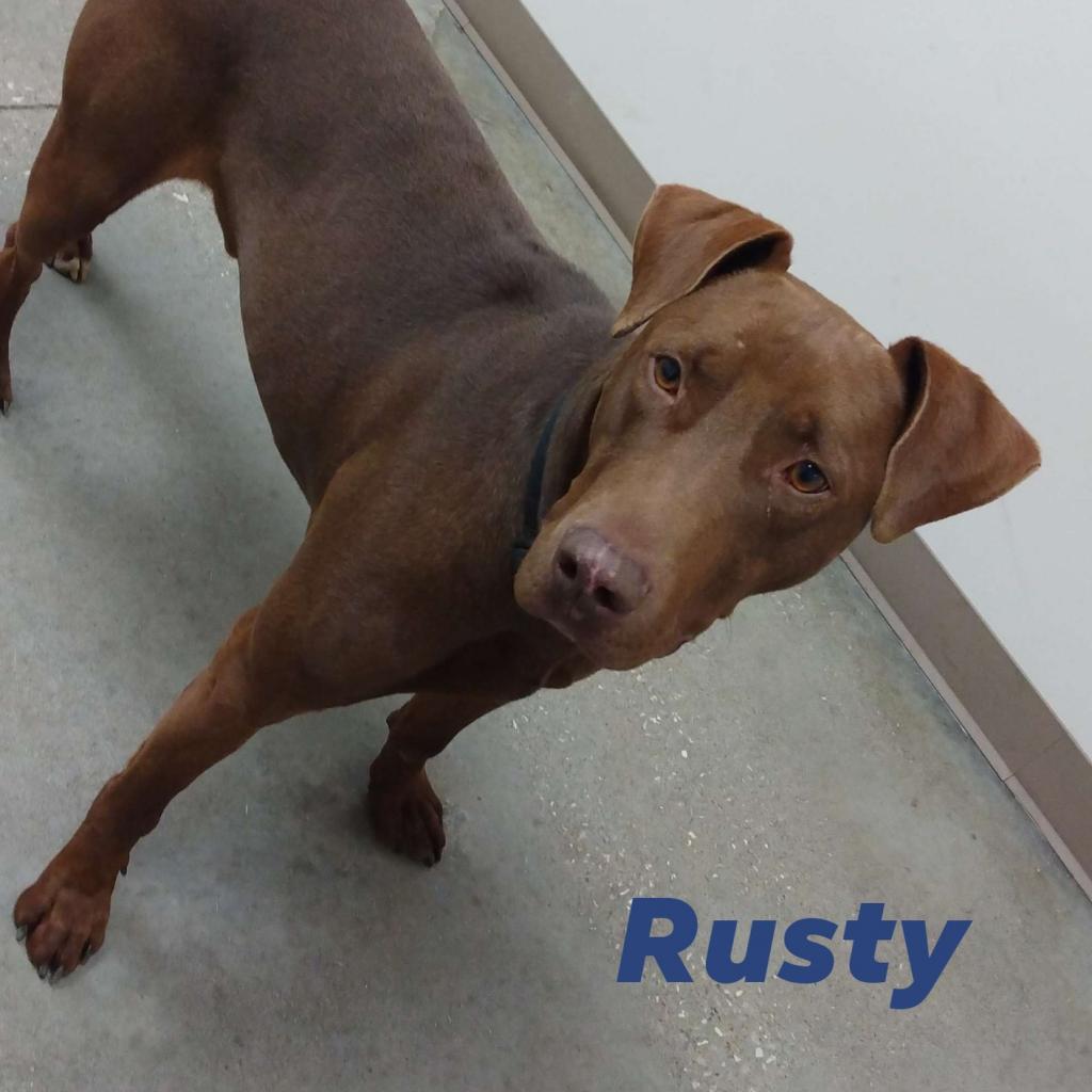Enlarge Rusty, a Adoptable mixed breed in mount vernon, AR image 3/4