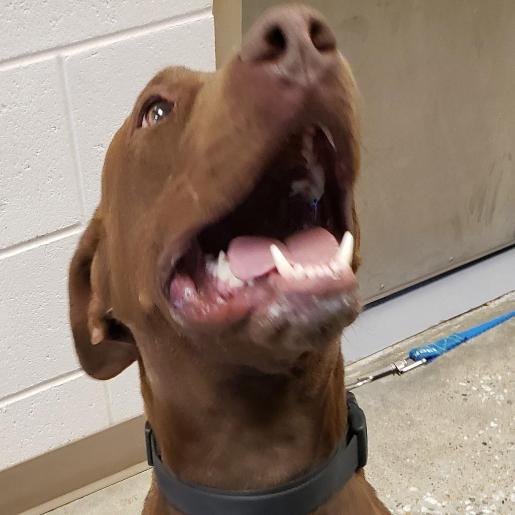 Enlarge Rusty, a Adoptable mixed breed in mount vernon, AR image 4/4