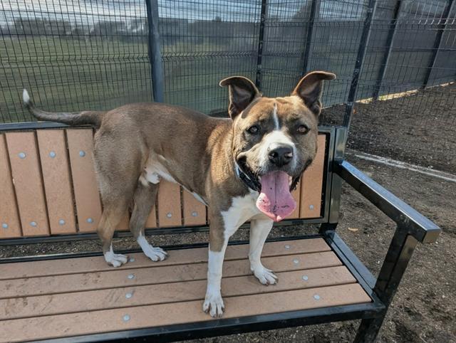 Enlarge DYLAN, a Adoptable Pit Bull Terrier in Tustin, CA image 1/1