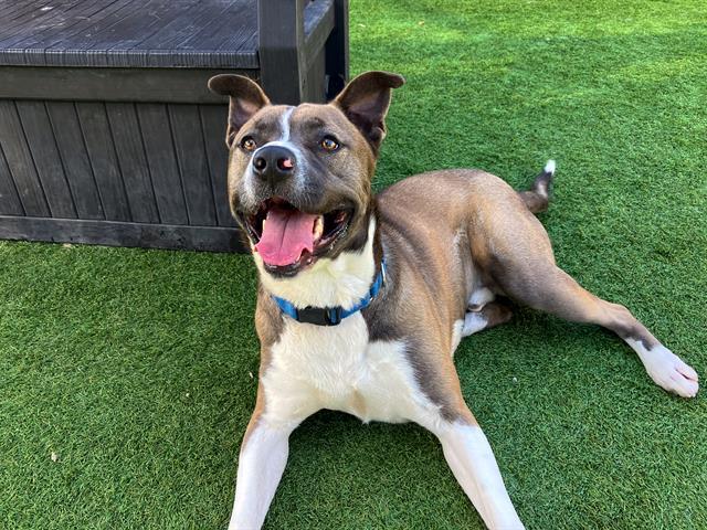 DYLAN, Adoptable, Adult Male Pit Bull Terrier.