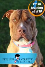 Bat, Adoptable, Young Male Mixed Breed & Mixed Breed.