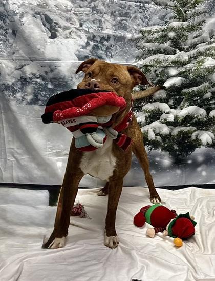 Enlarge Bat, a Adoptable Mixed Breed in Walla Walla, WA image 1/3