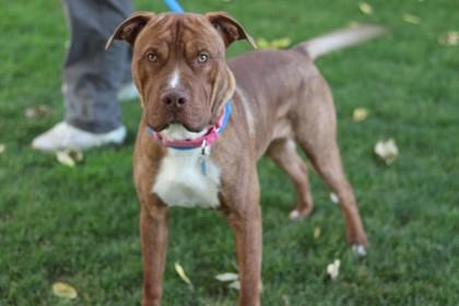 Enlarge Bat, a Adoptable Mixed Breed in Walla Walla, WA image 1/3