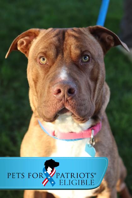 Enlarge Bat, a Adoptable Mixed Breed in Walla Walla, WA image 3/3