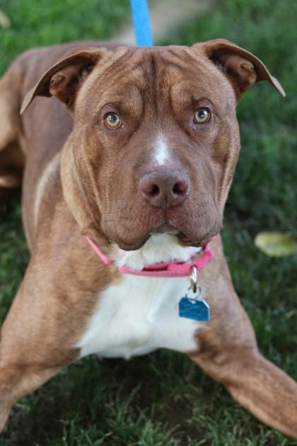 Enlarge Bat, a Adoptable Mixed Breed in Walla Walla, WA image 2/3