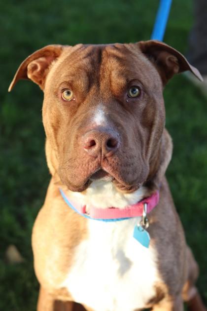 Enlarge Bat, a Adoptable Mixed Breed in Walla Walla, WA image 3/3