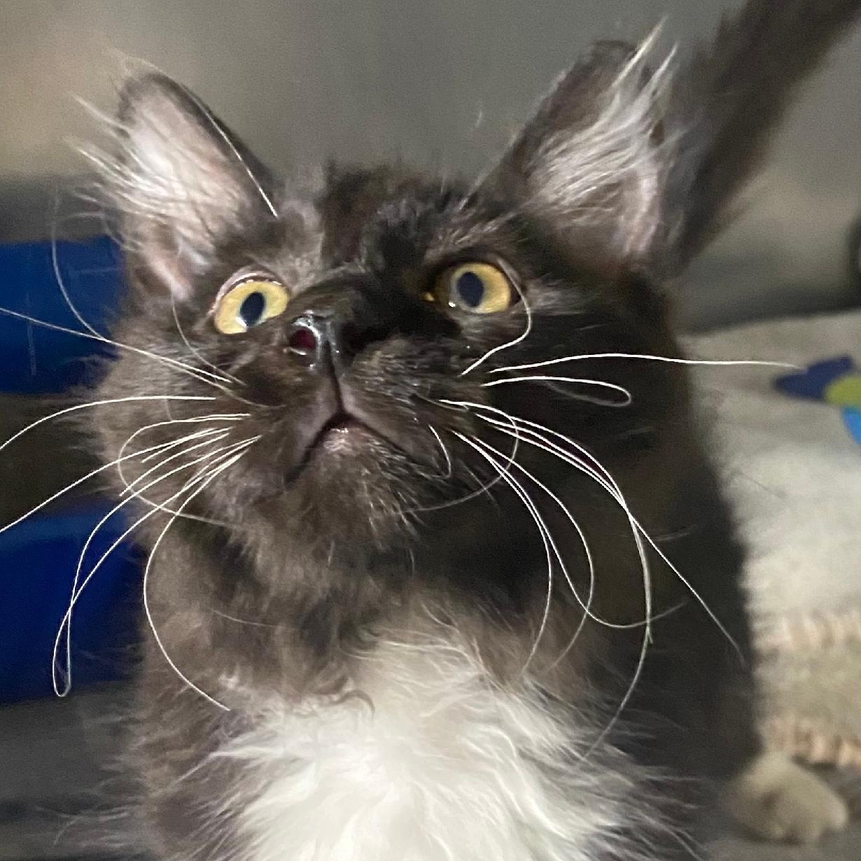 Enlarge Owen, a Adopted Domestic Medium Hair in Spencer, IN image 1/2