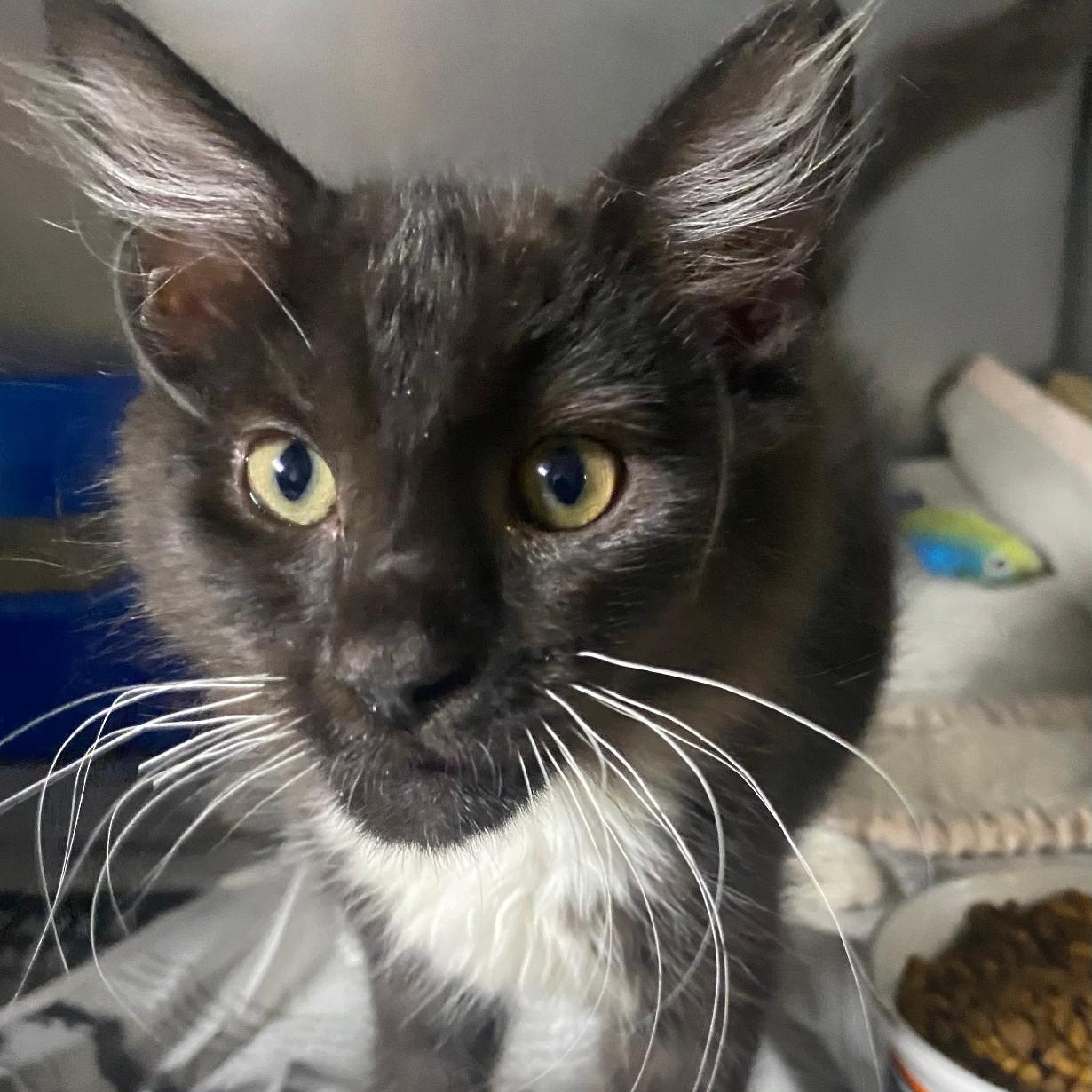 Enlarge Owen, a Adopted Domestic Medium Hair in Spencer, IN image 2/2