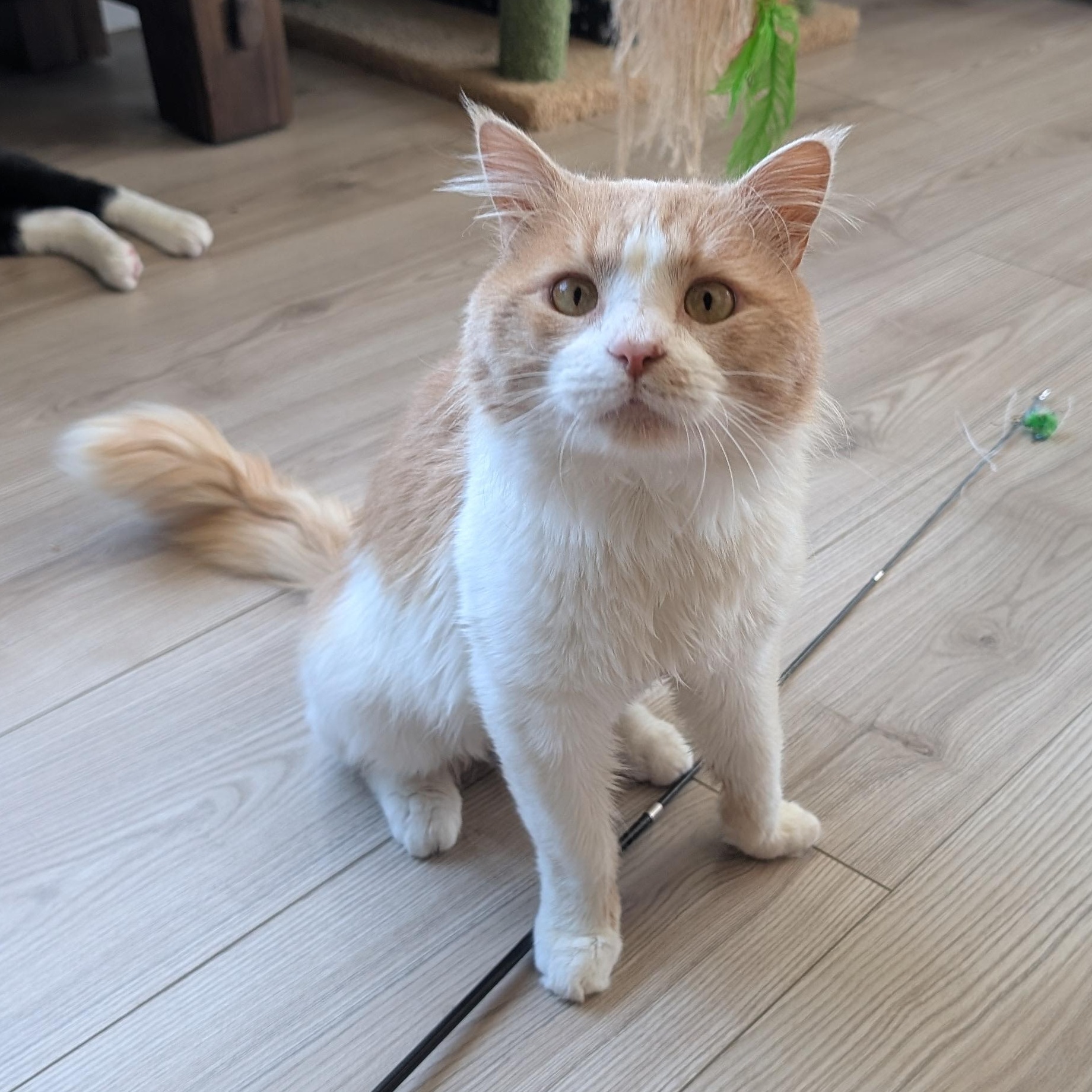 Tank, ADOPTABLE, Adult Male Domestic Medium Hair.