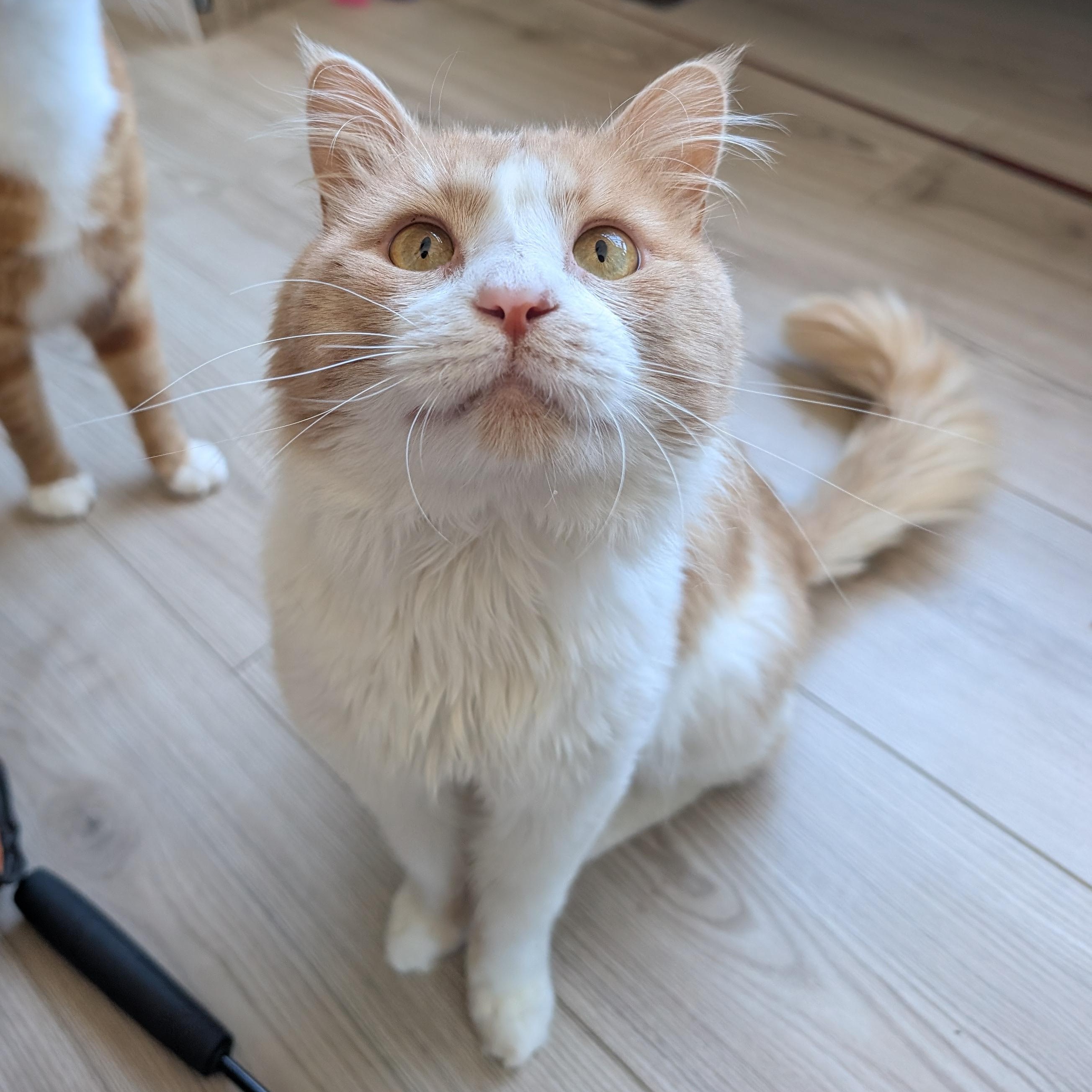 Enlarge Tank, a ADOPTABLE Domestic Medium Hair in San Francisco, CA image 2/5