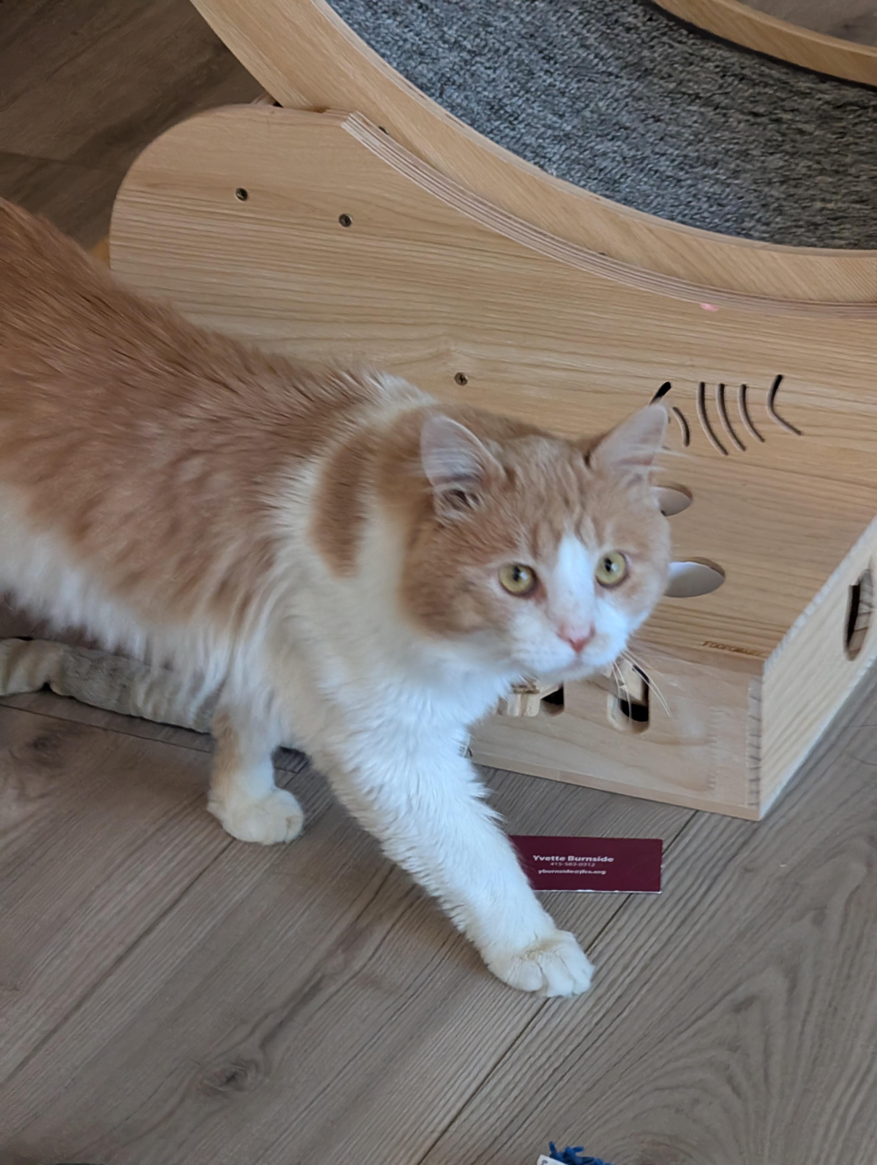 Enlarge Tank, a ADOPTABLE Domestic Medium Hair in San Francisco, CA image 5/5