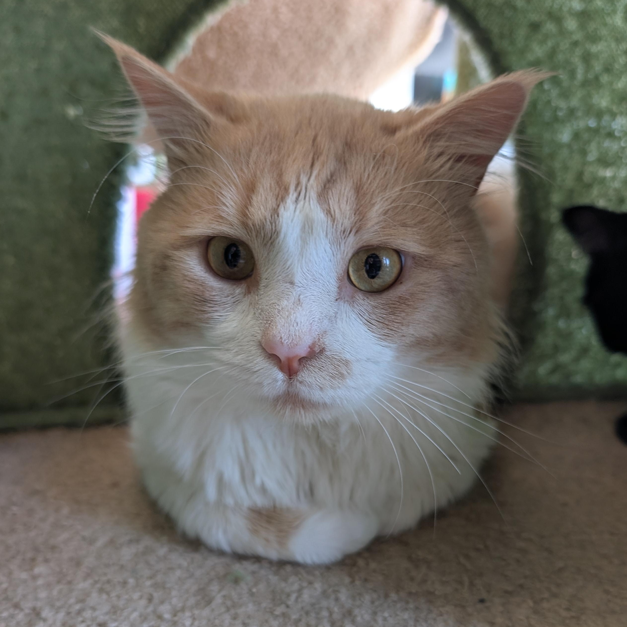 Enlarge Tank, a ADOPTABLE Domestic Medium Hair in San Francisco, CA image 4/5