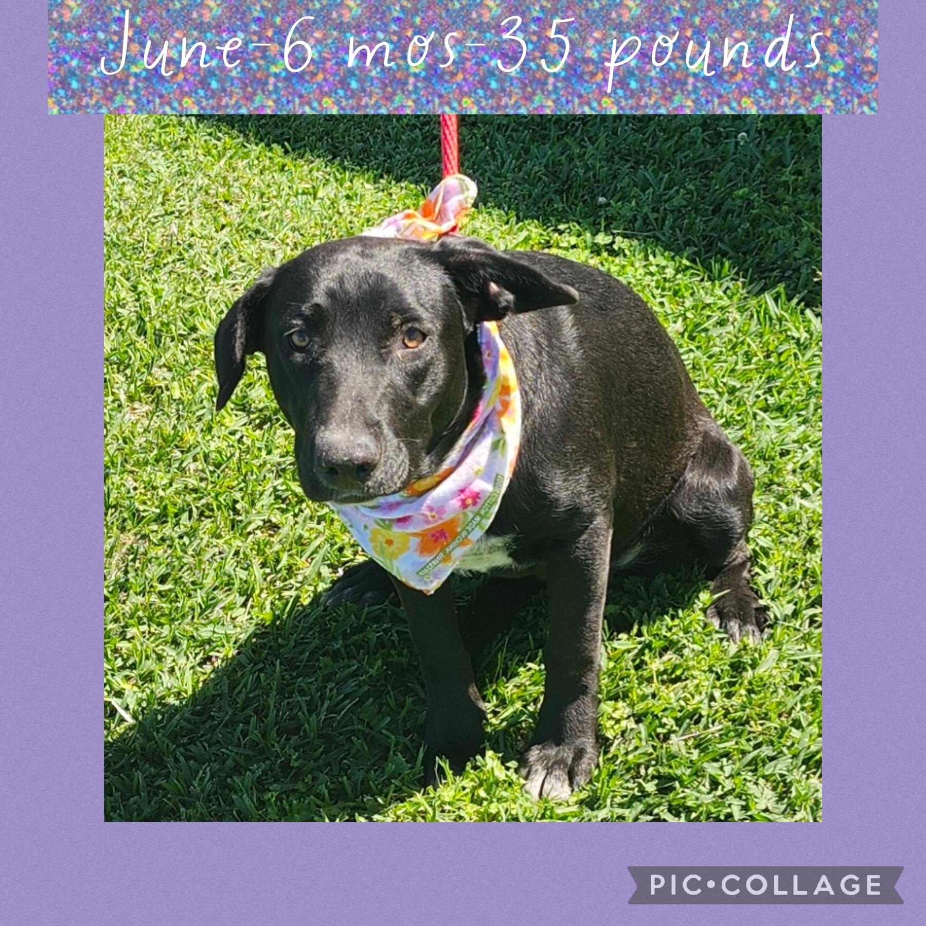 Enlarge June, a ADOPTABLE mixed breed in New Iberia, LA image 1/1