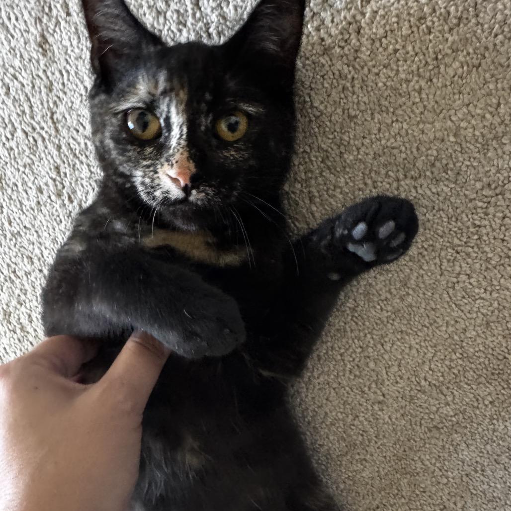 Ember ARC2026-460, Adoptable, Kitten Female Domestic Short Hair.
