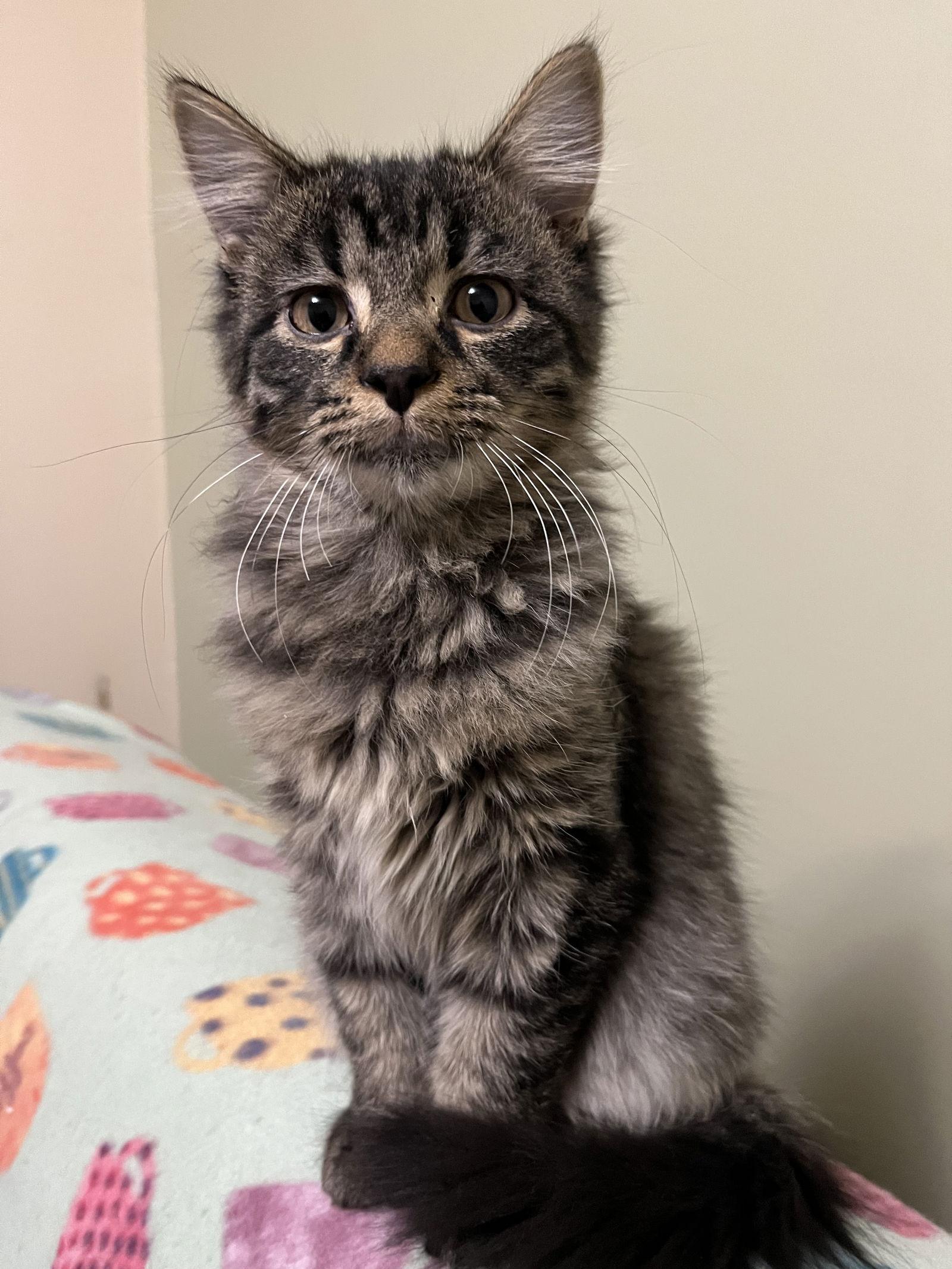 Enlarge Jackson, a Adopted Domestic Medium Hair in Eureka, MO image 1/3