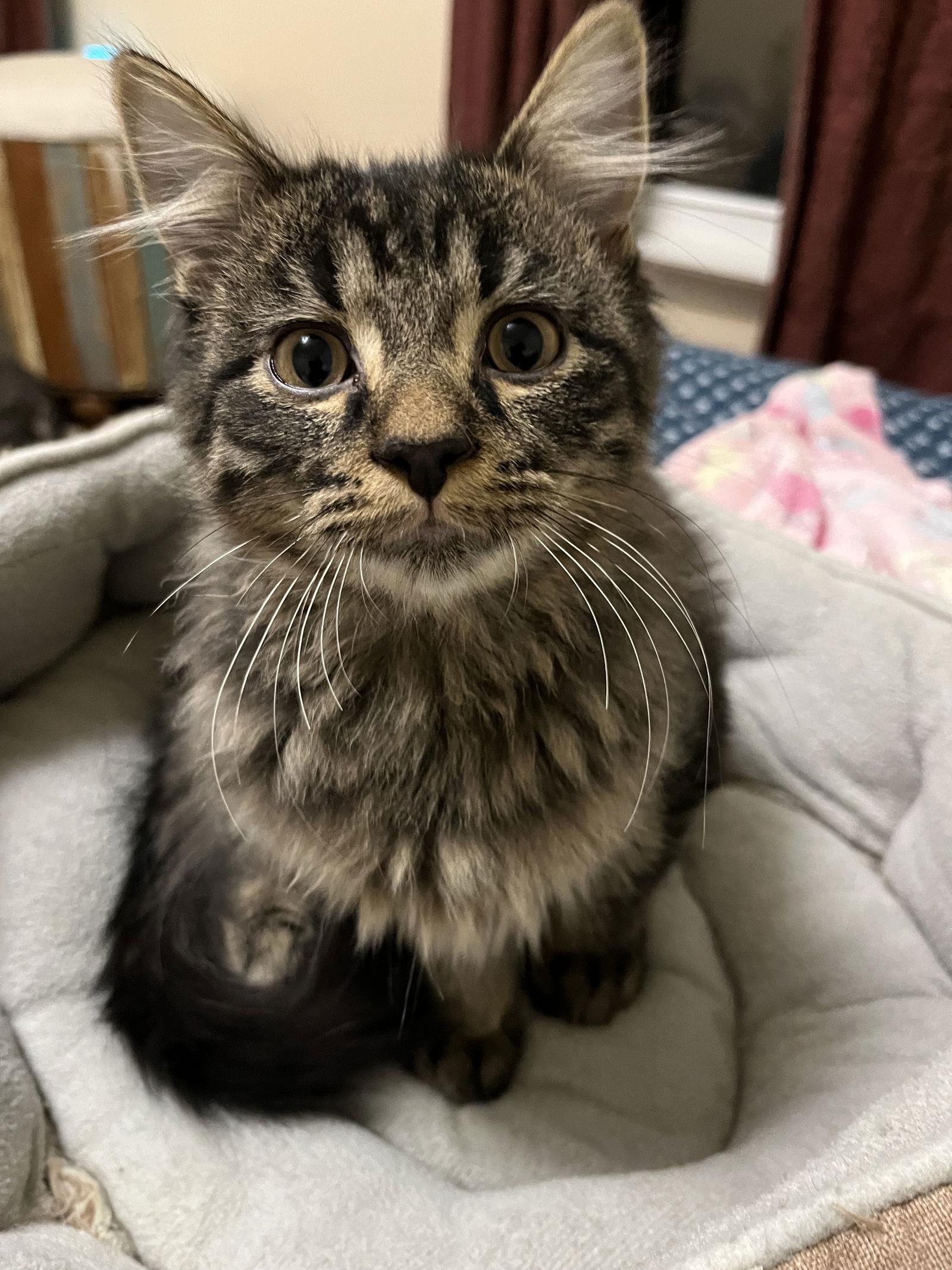 Enlarge Jackson, a Adopted Domestic Medium Hair in Eureka, MO image 2/3